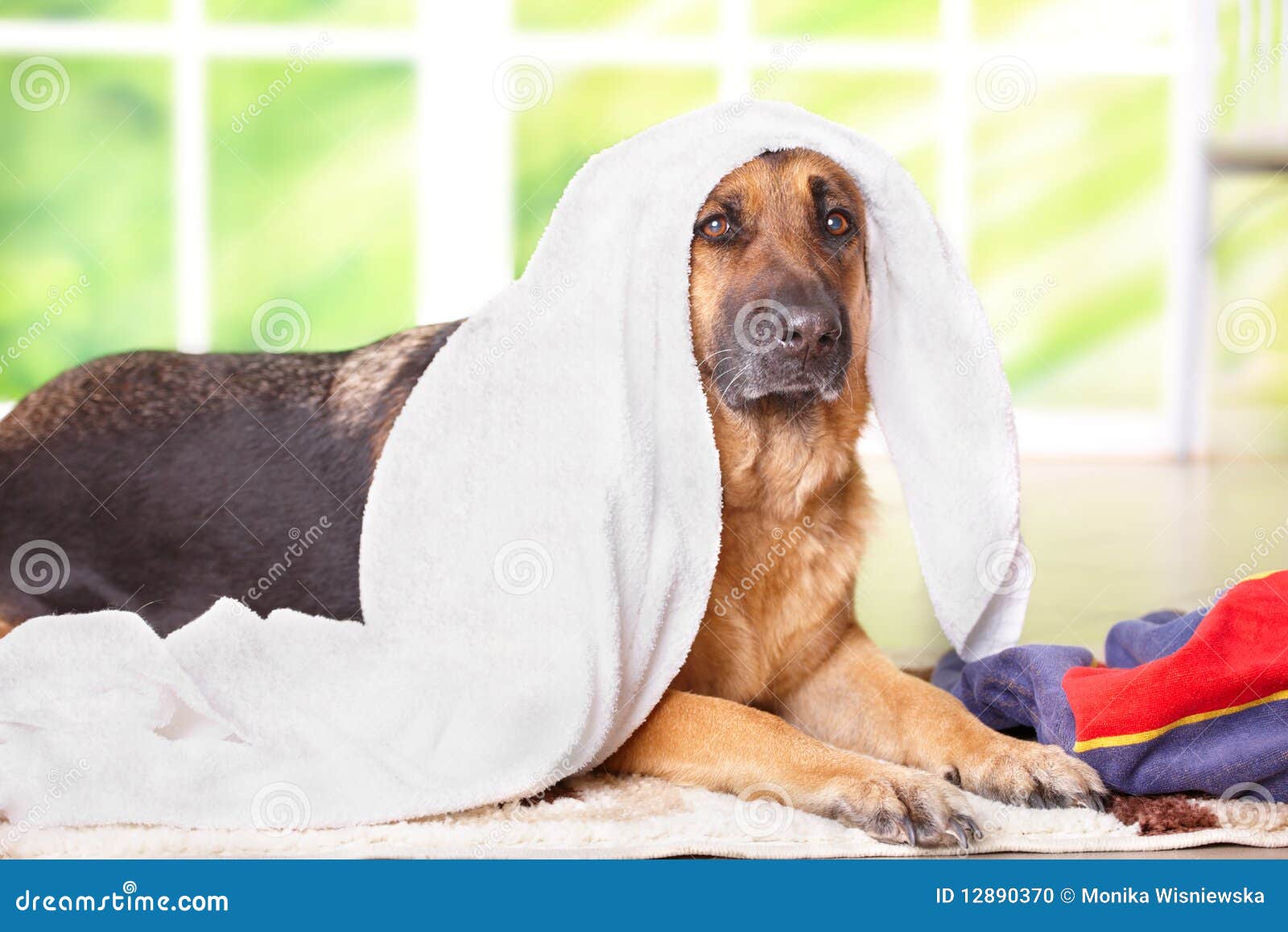 Dog in towel stock photo. Image of canine, friend, hide 12890370