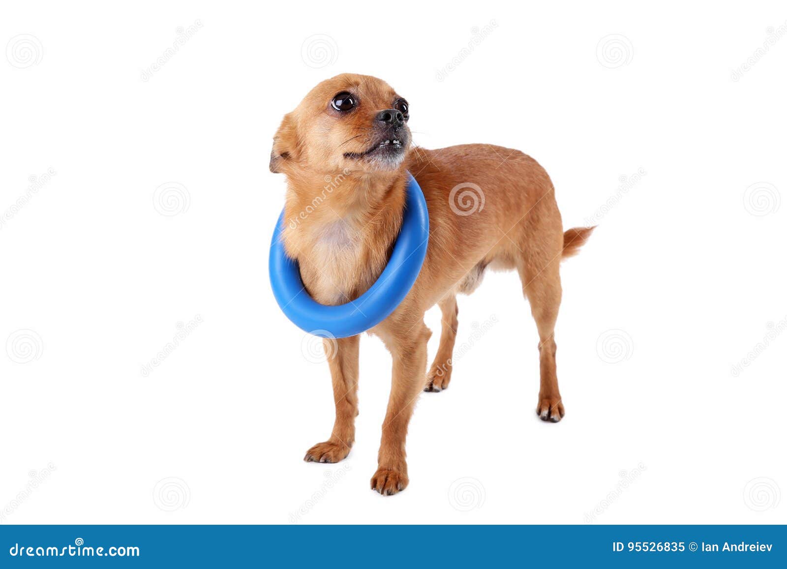 Dog with toy stock image. Image of domestic, chihuahua 95526835