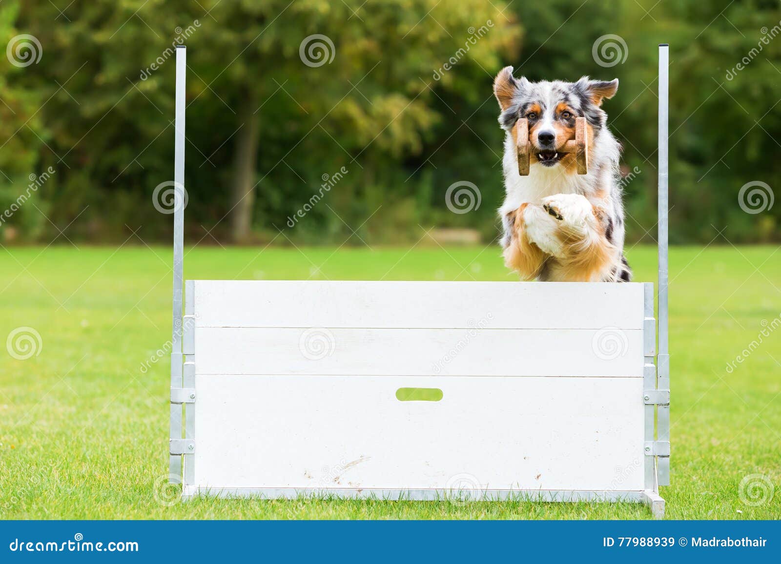 Dog with a Toy Jumps Over an Obstacle Stock Image Image of meadow