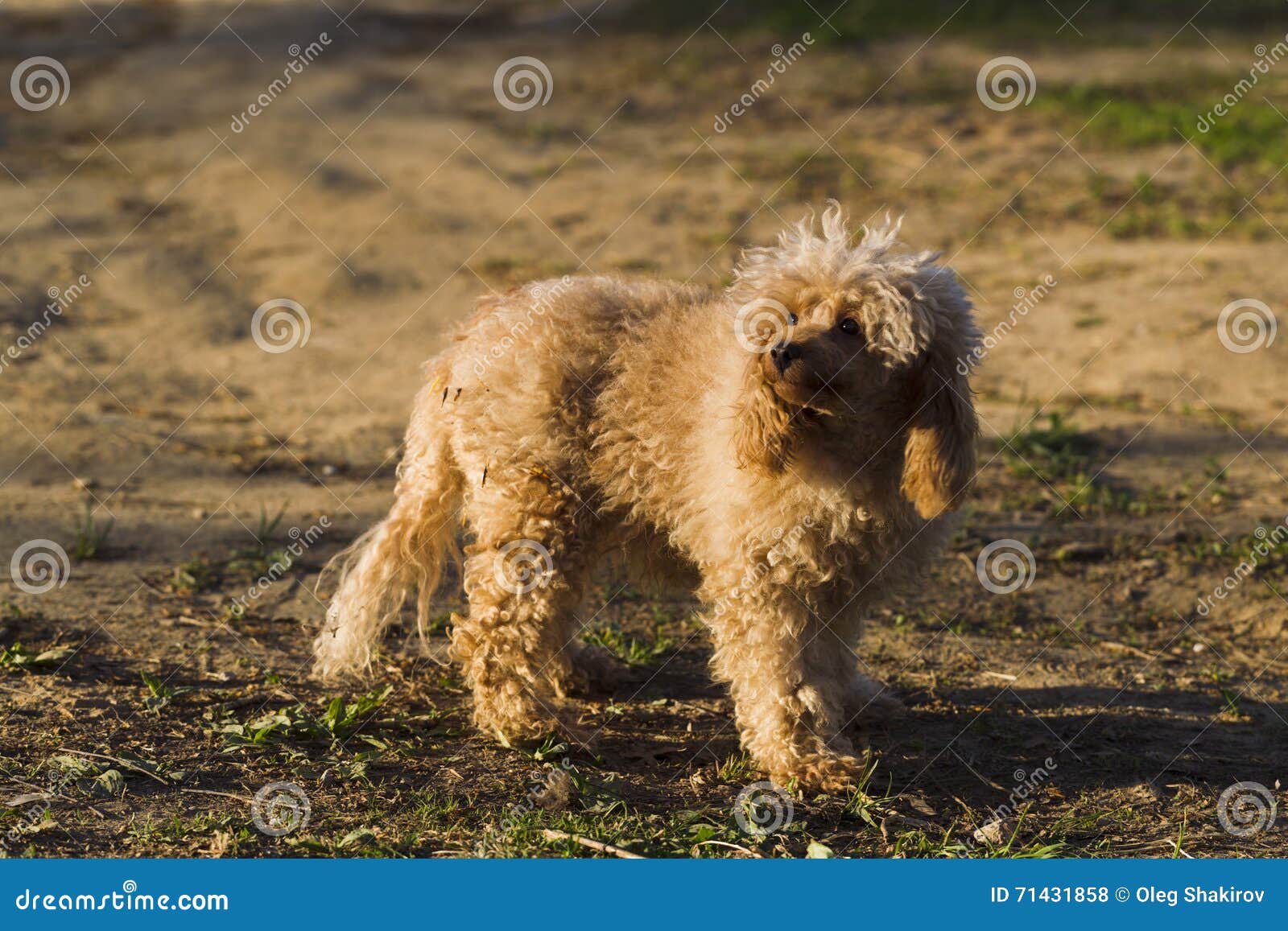 Dog Toy Poodle Apricot Color Stock Photo Image Of Sitting Flora 71431858