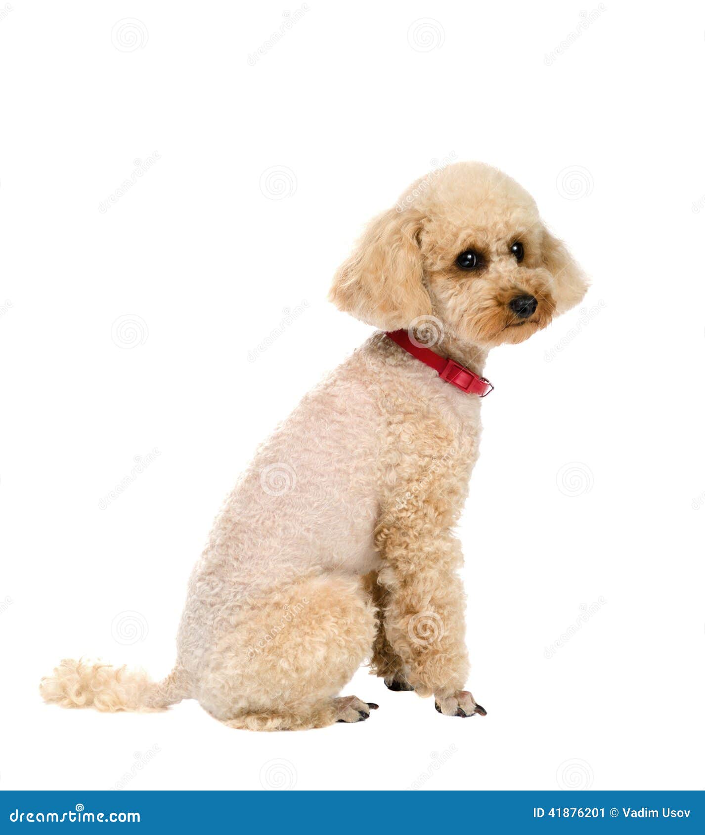 Dog Toy Poodle Sitting On A White Background With A Red Collar. Stock