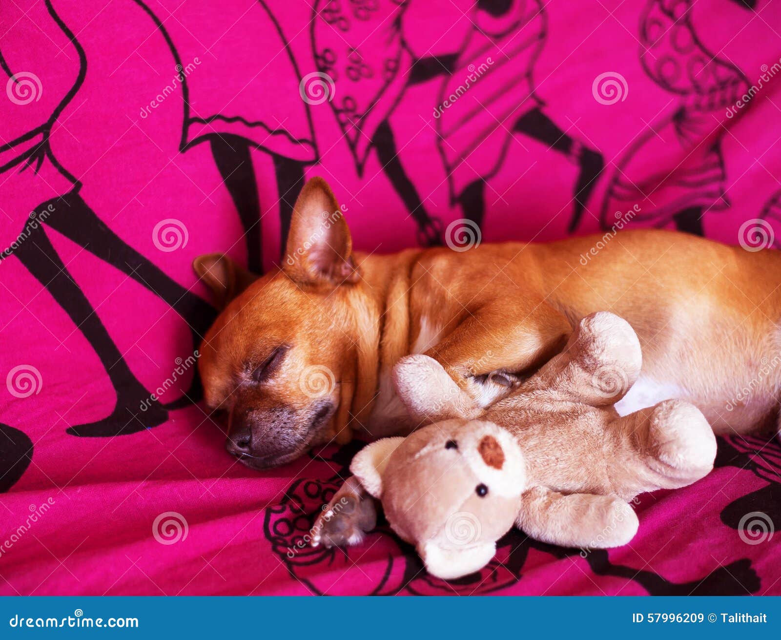 Dog and toy on a violet blanket