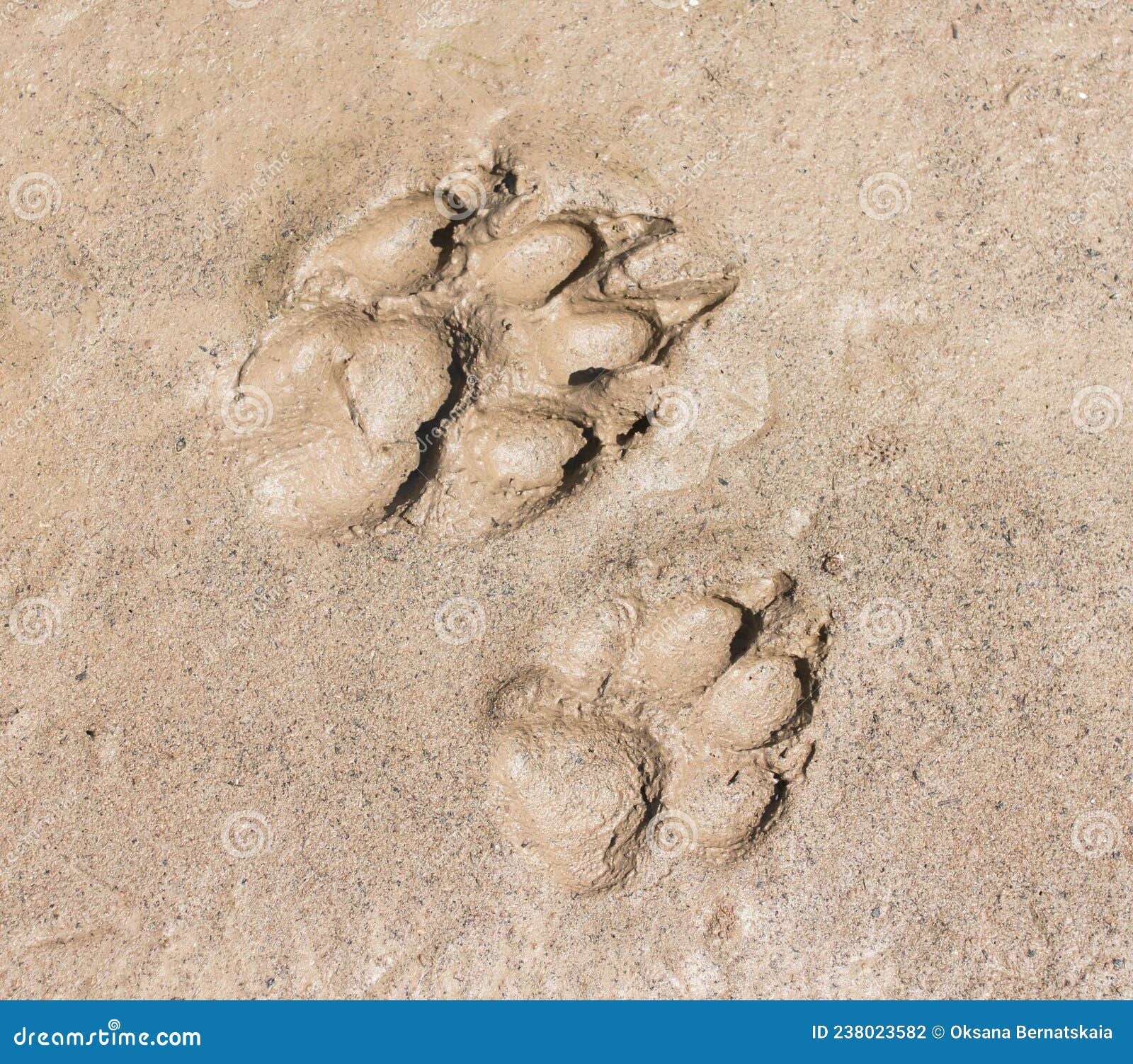 A dog track on the ground stock photo. Image of trail 238023582