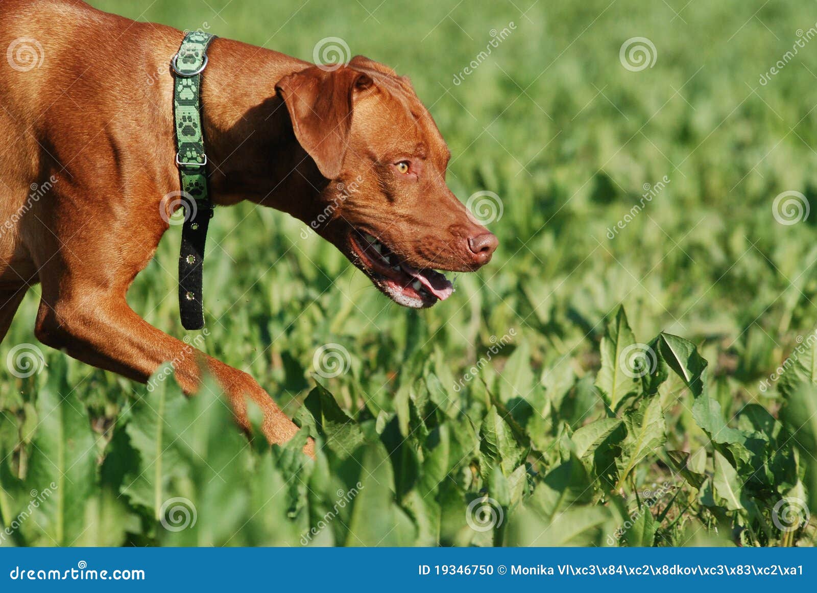 Dog tracking in the field stock photo. Image of outdoor 19346750
