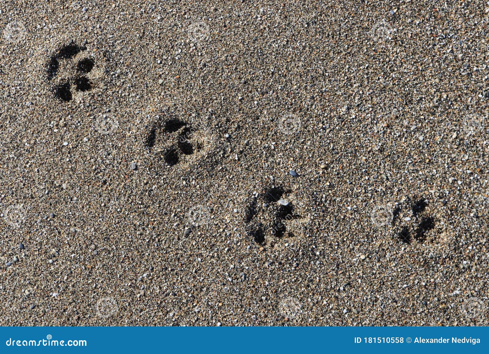 Dog tracks stock photo. Image of holiday, macro, sand - 181510558