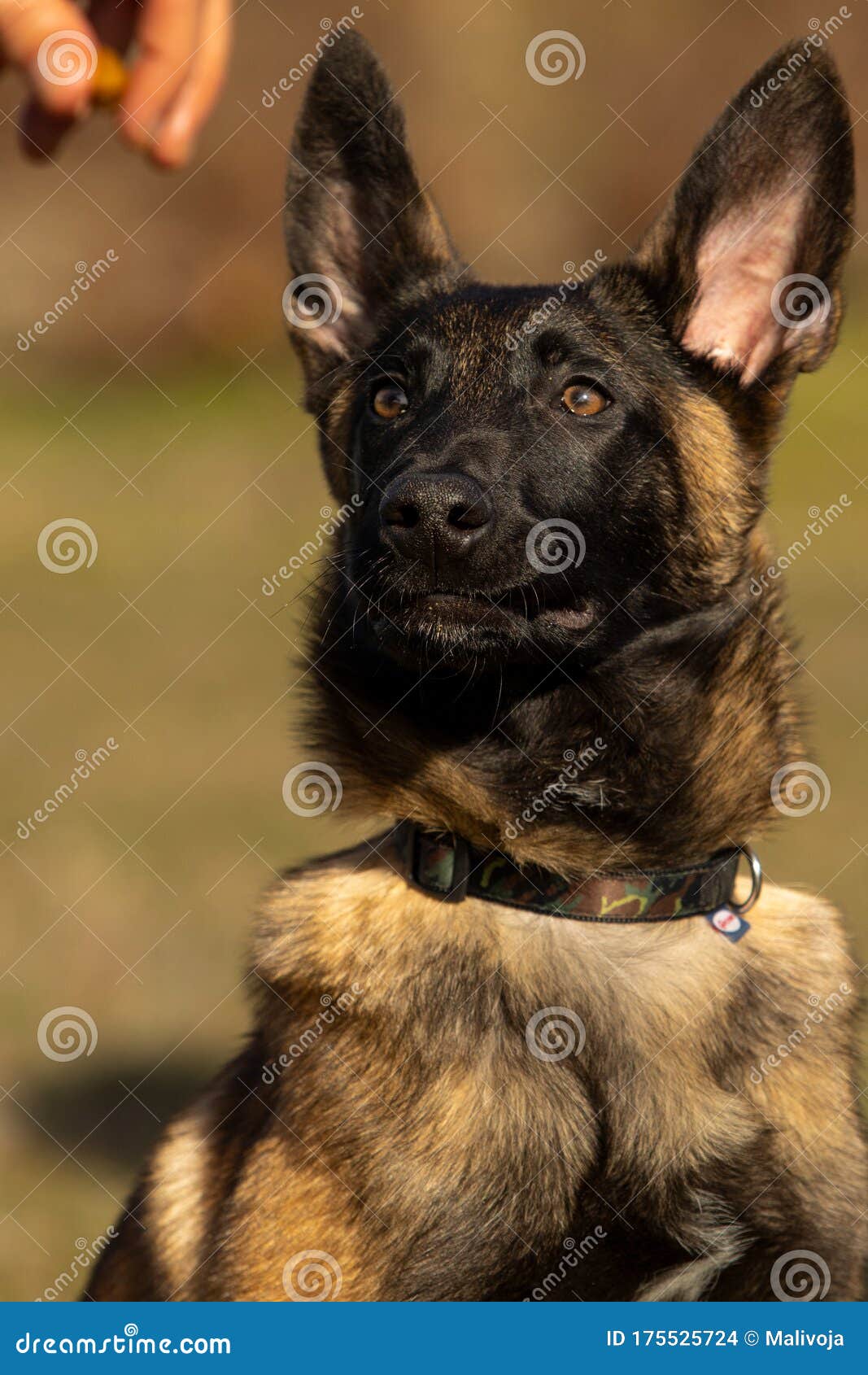 Dog Training of Belgian Malinois Stock Photo Image of mammal, animal