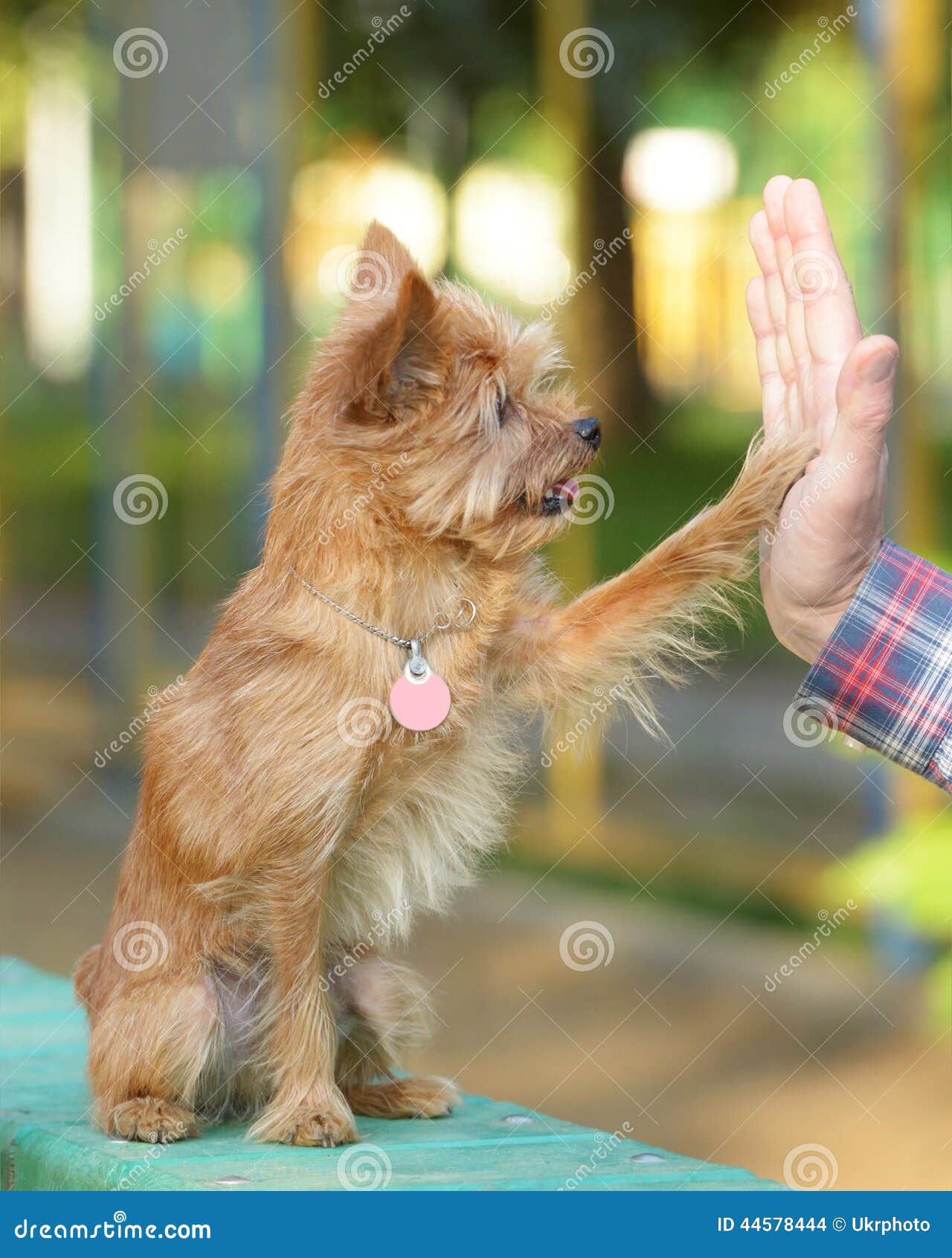 Dog training stock photo. Image of summer, order, vertical 44578444