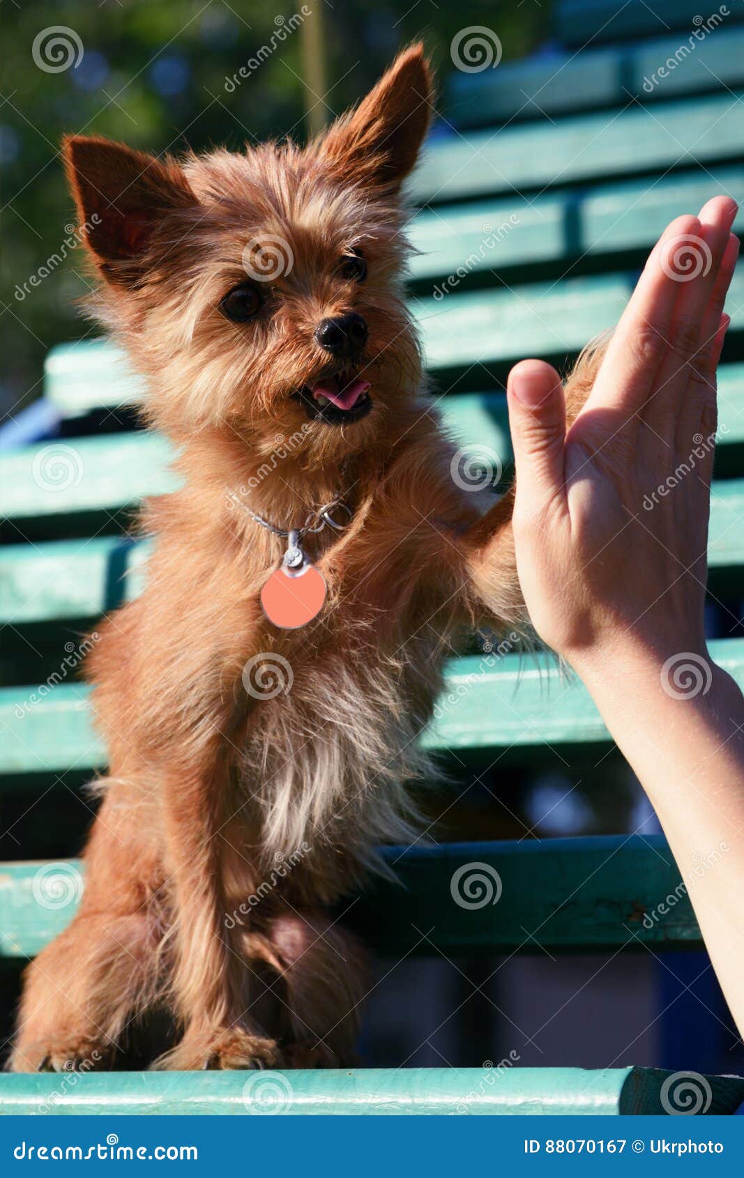 Dog training stock image. Image of friends, female, smart 88070167