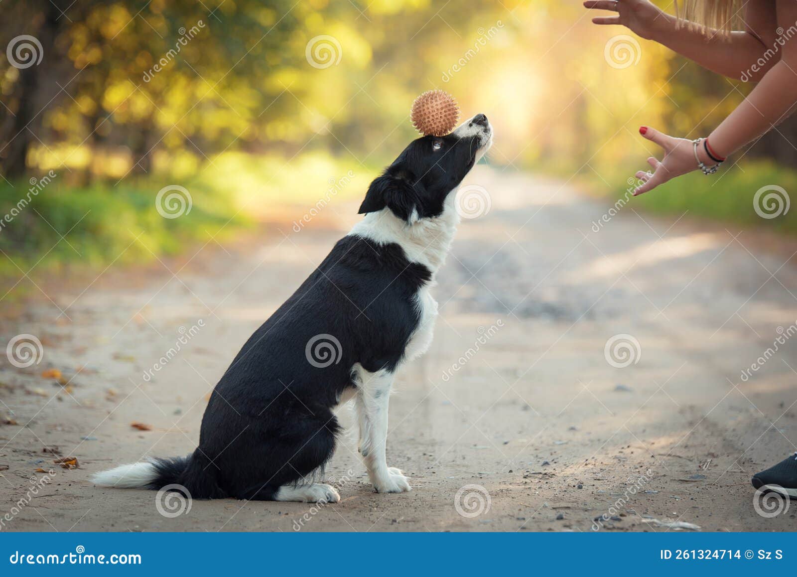 Dog Training in the Park with a Ball Stock Photo Image of playing