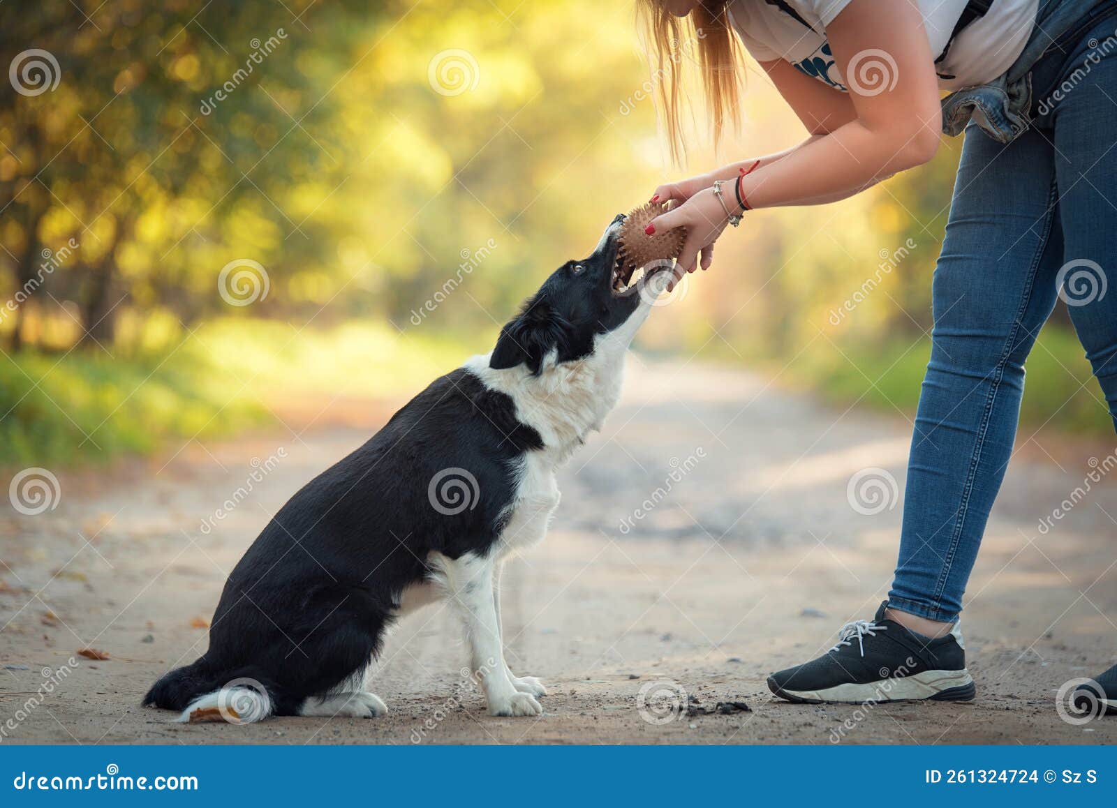 Dog Training in the Park with a Ball Stock Photo Image of breed, pedigree 261324724