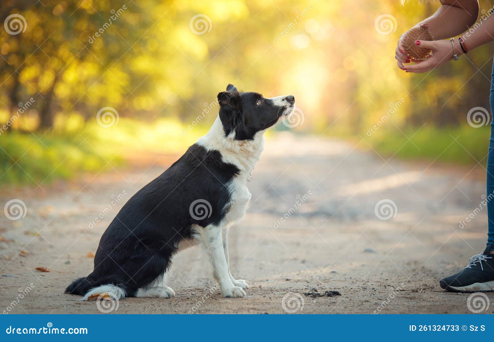 Dog Training in the Park with a Ball Stock Image Image of beautiful