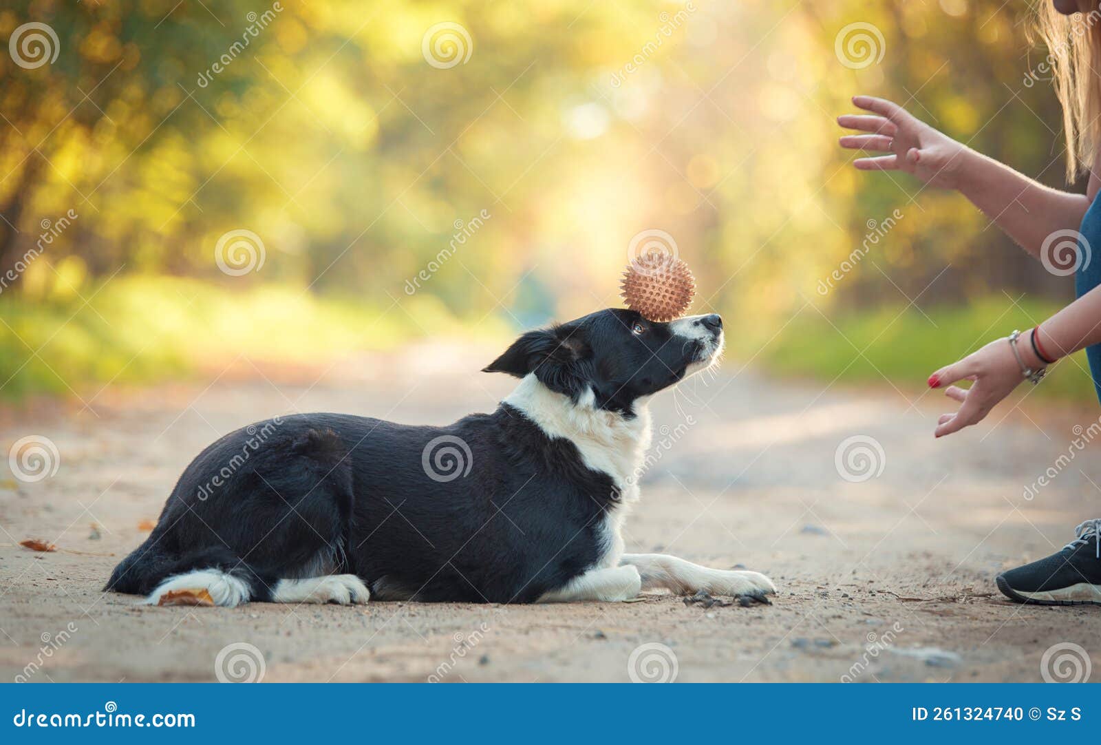 Dog Training in the Park with a Ball Stock Photo Image of sheepdog