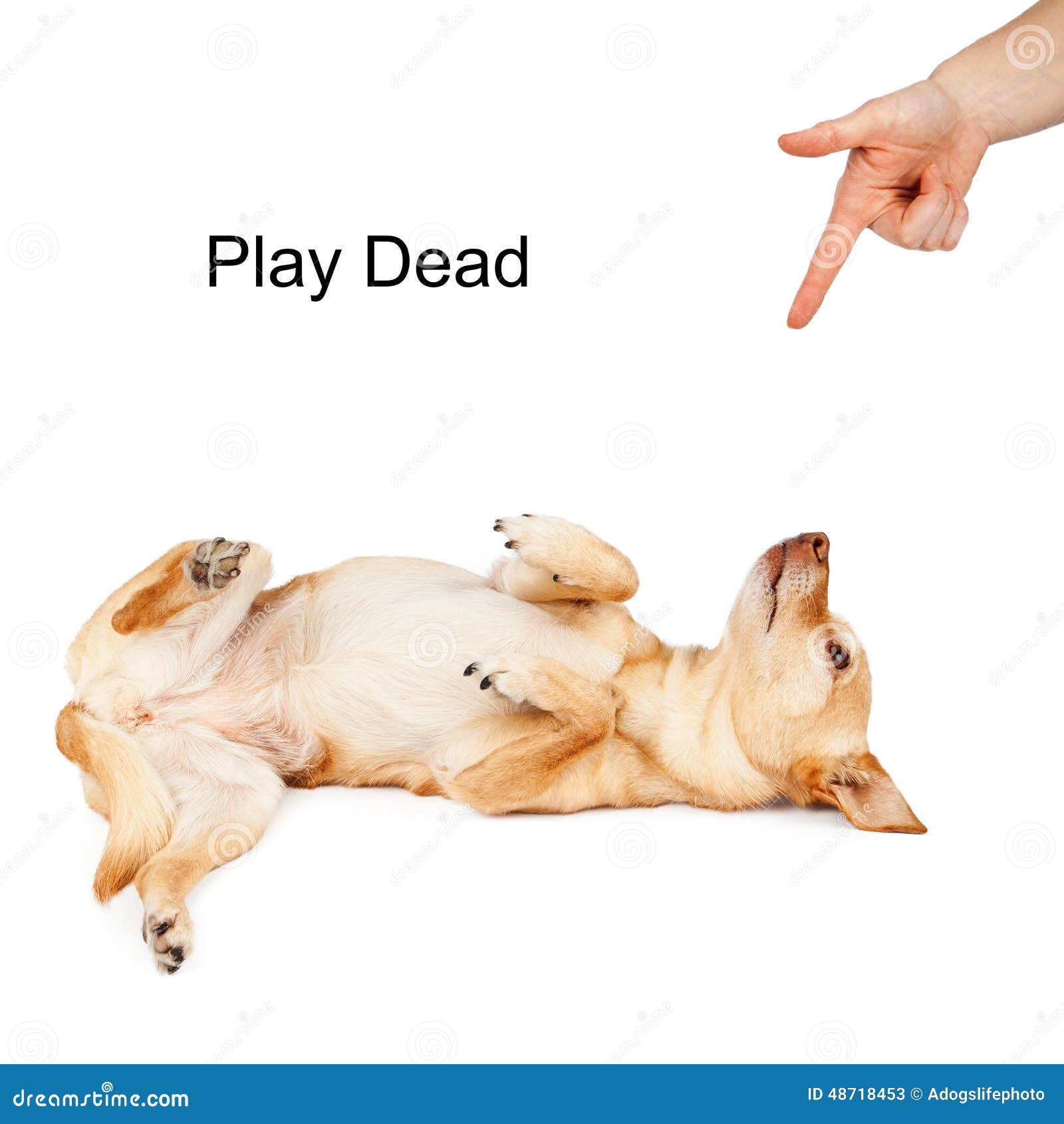Dog Training Play Dead Command Stock Photo - Image: 48718453