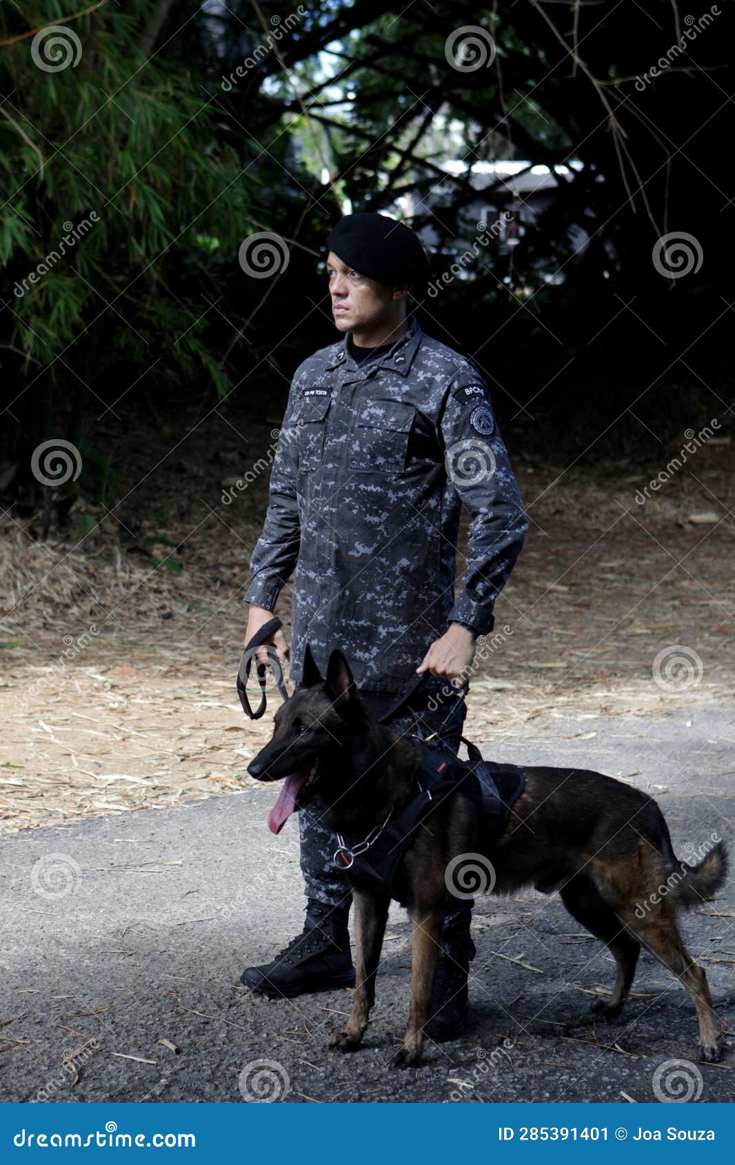 Dog Training for Police Work Editorial Photo Image of guard, belgian 285391401