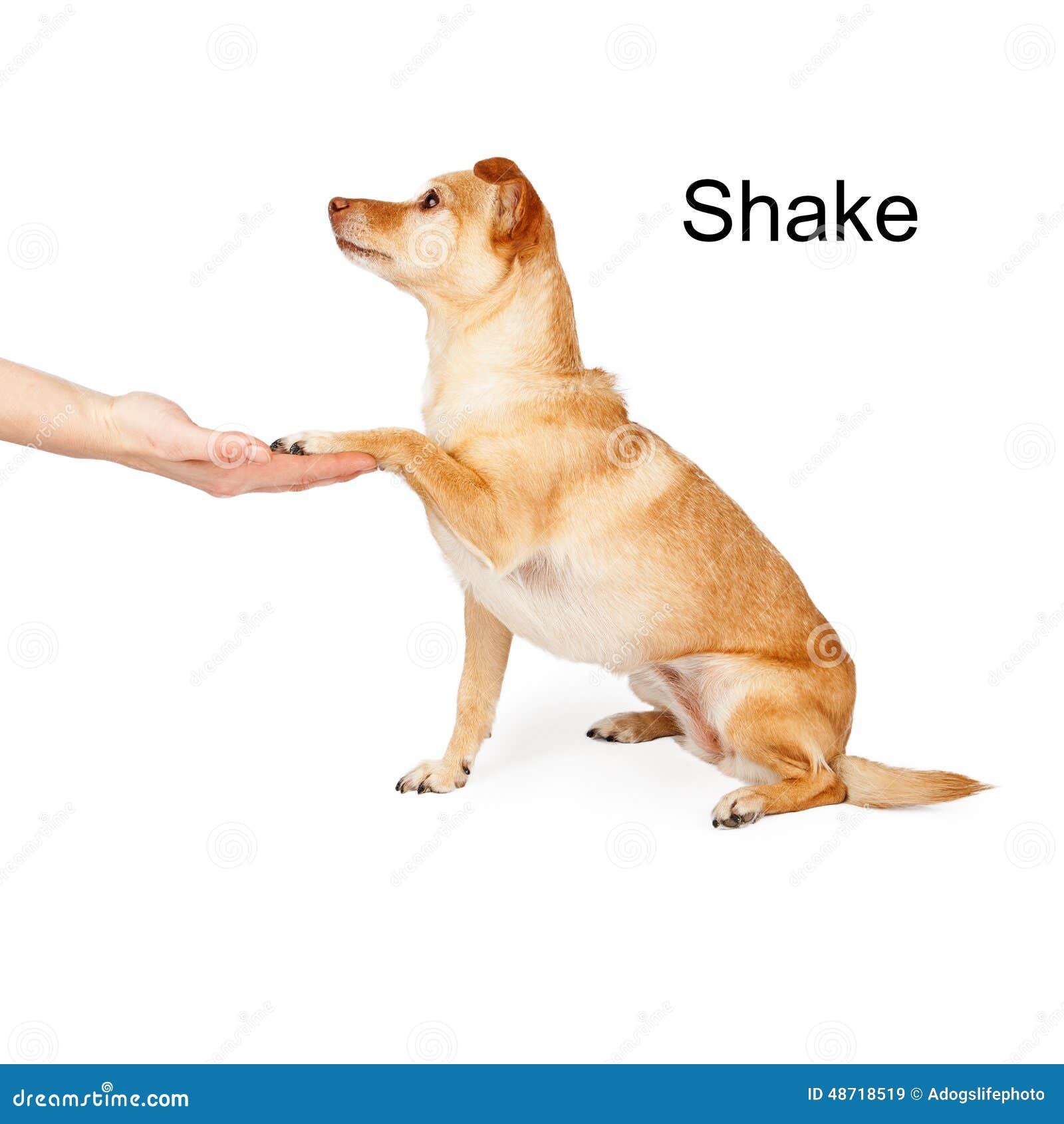 Dog Training Shake Command stock image. Image of full ...