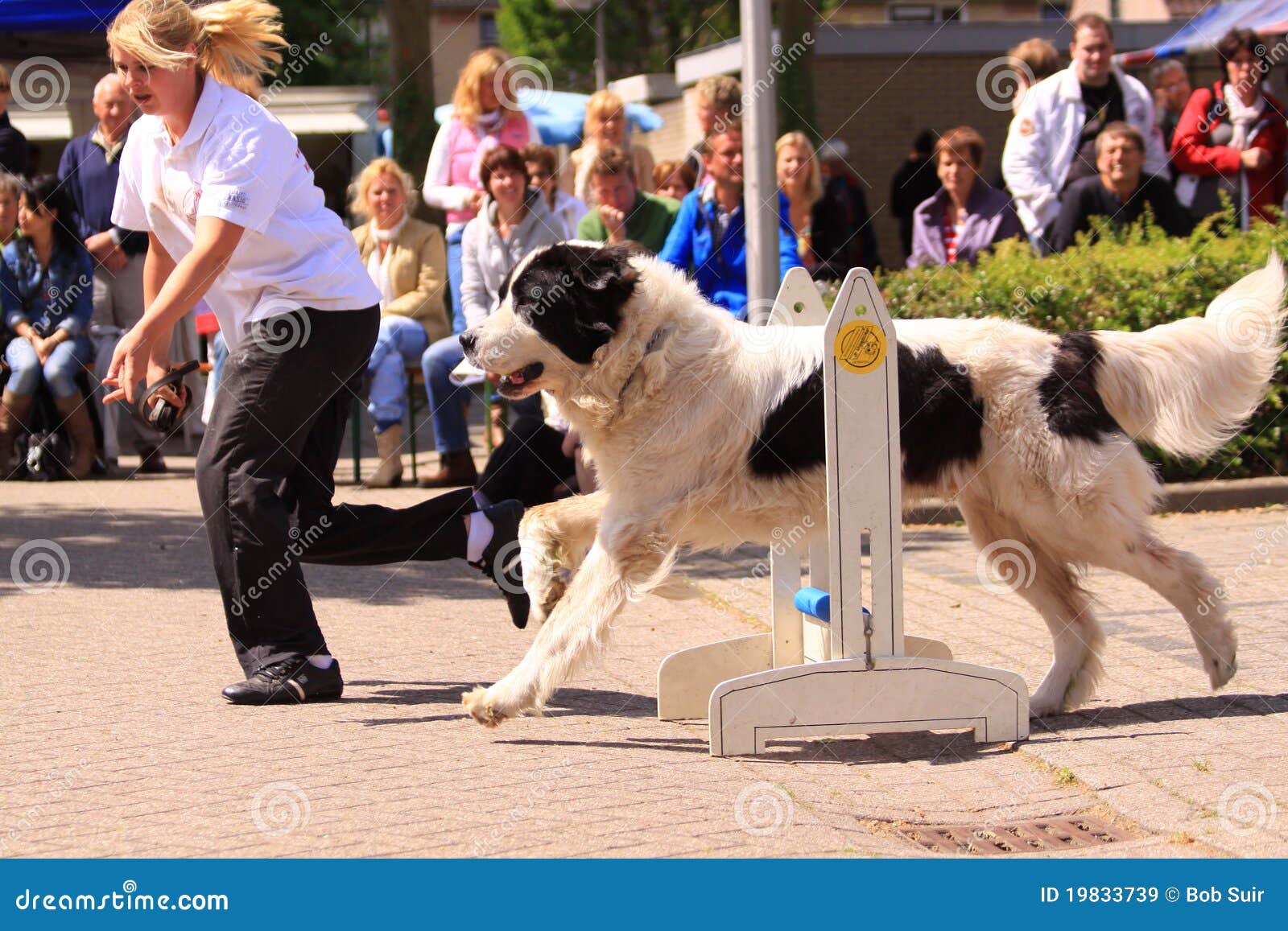 Dog training show editorial stock image. Image of female 19833739