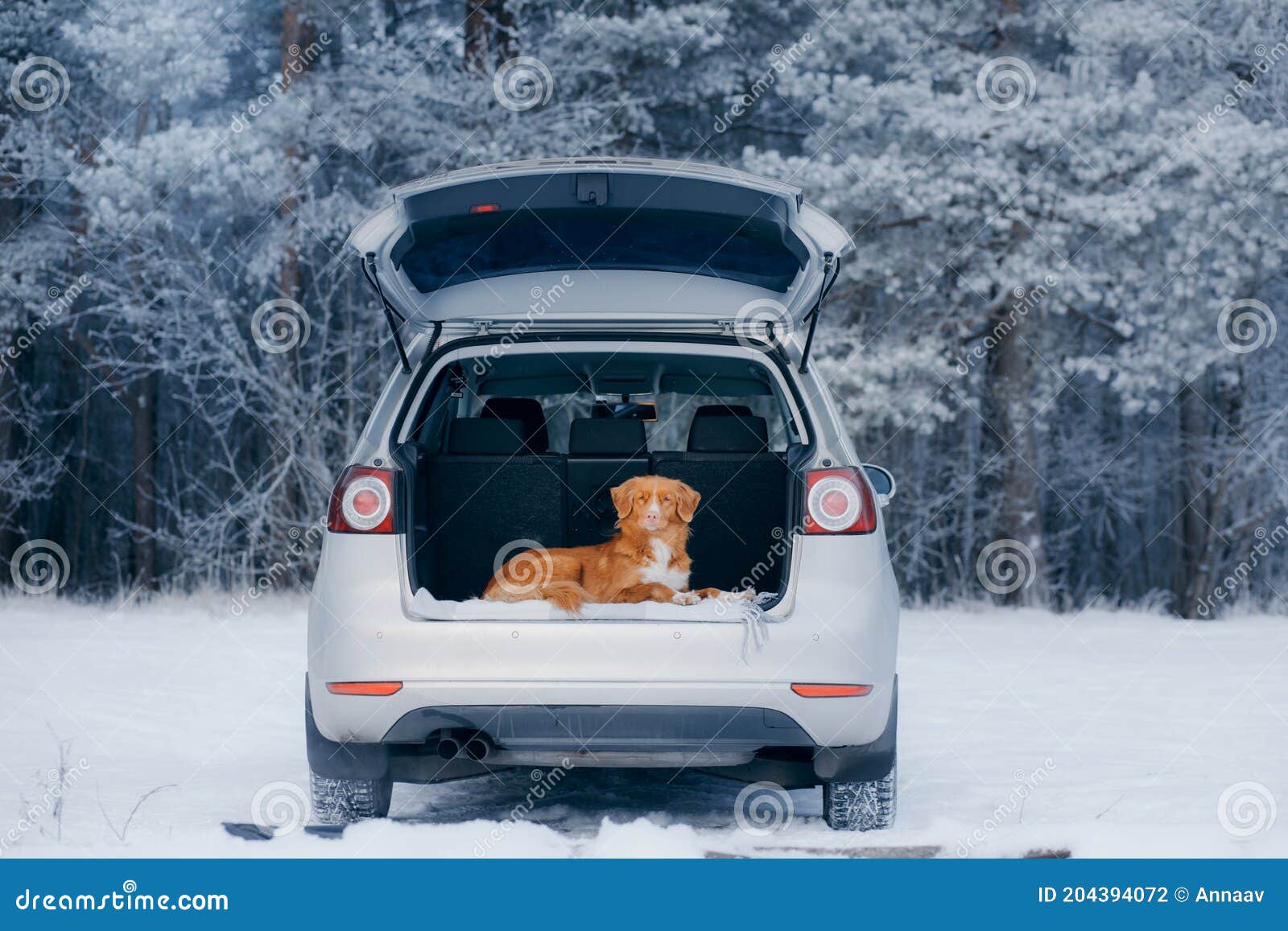 can you leave a dog in the car in winter