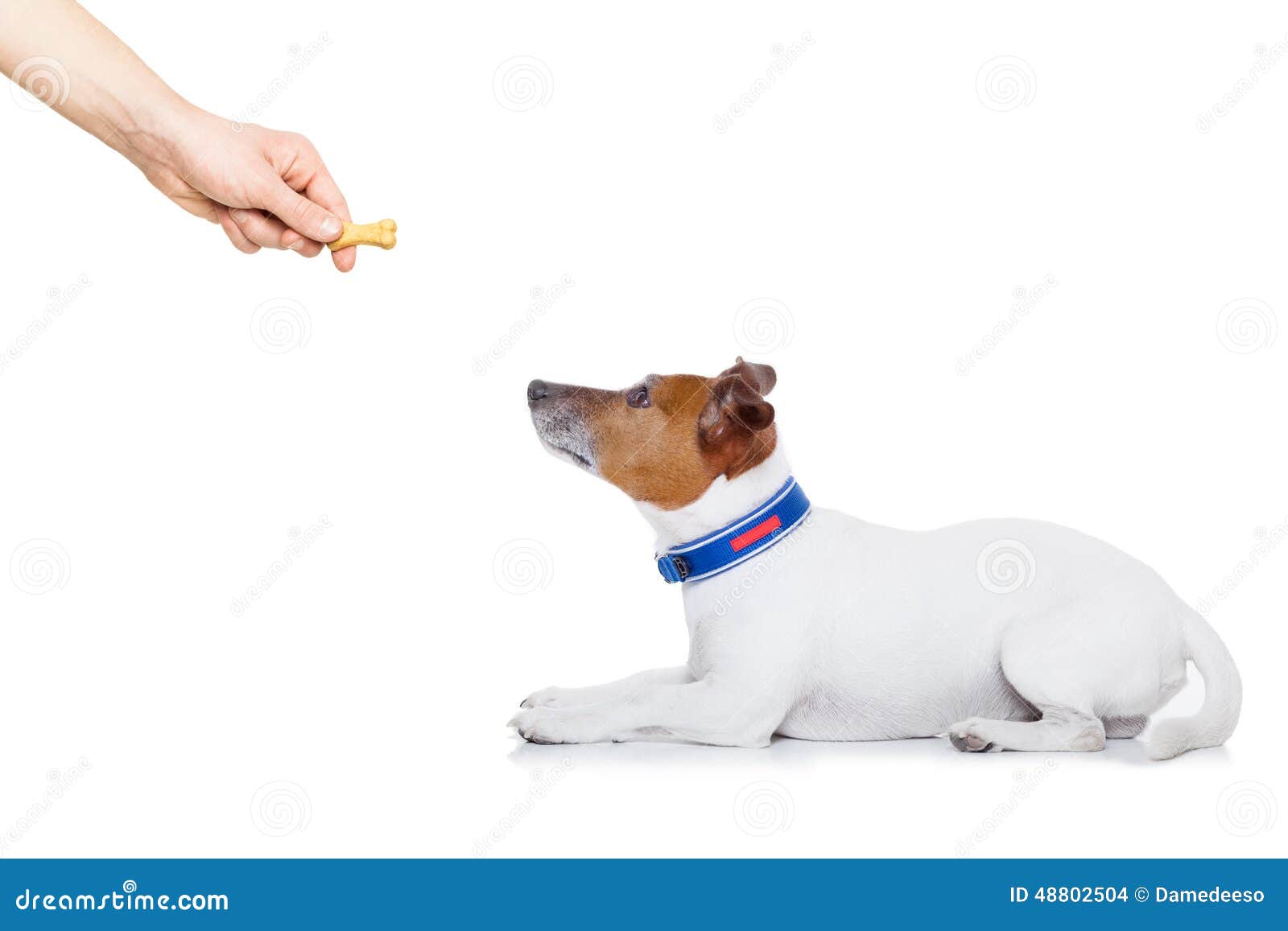 dog treat