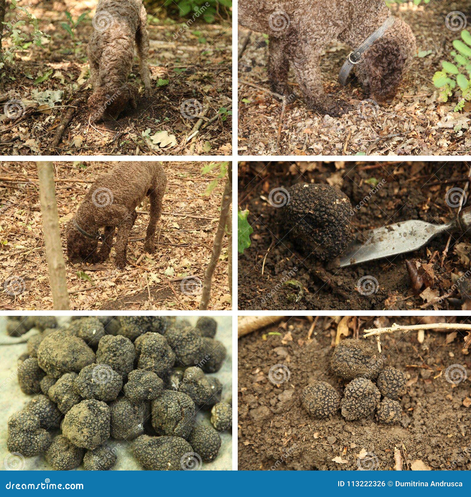 Dog truffles in nature stock photo. Image of black, lagotto 113222326