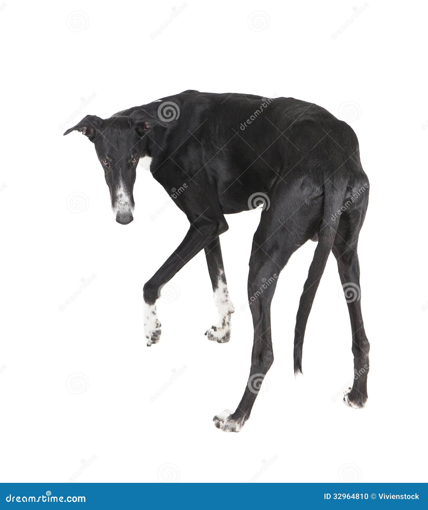 The dog turned stock photo. Image of beautiful, animal 32964810