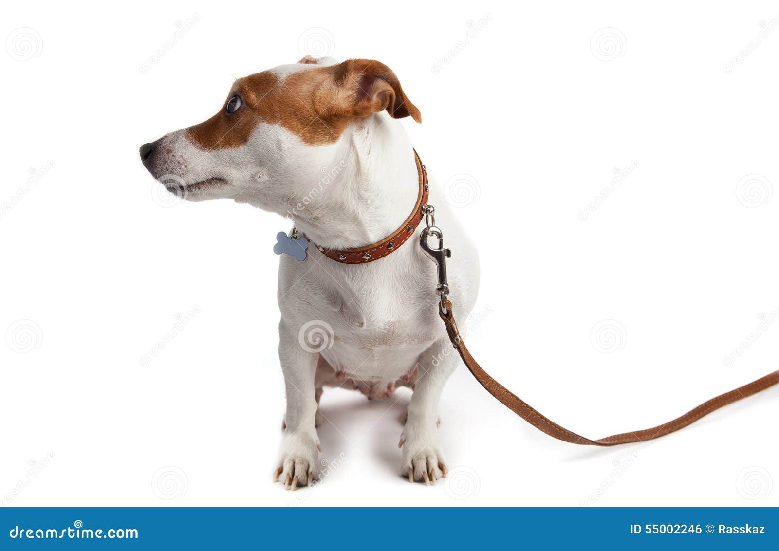 Dog Turned on a Leash with a Collar Stock Photo Image of russell