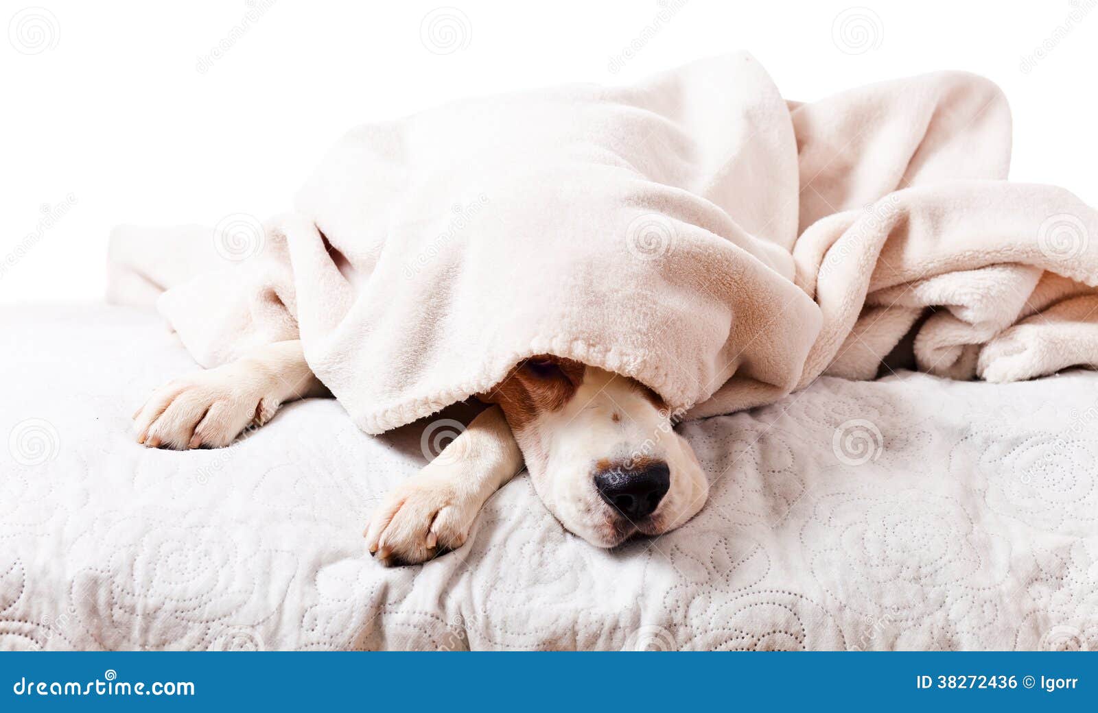 Dog Under a Blanket on White Stock Photo Image of exhaustion