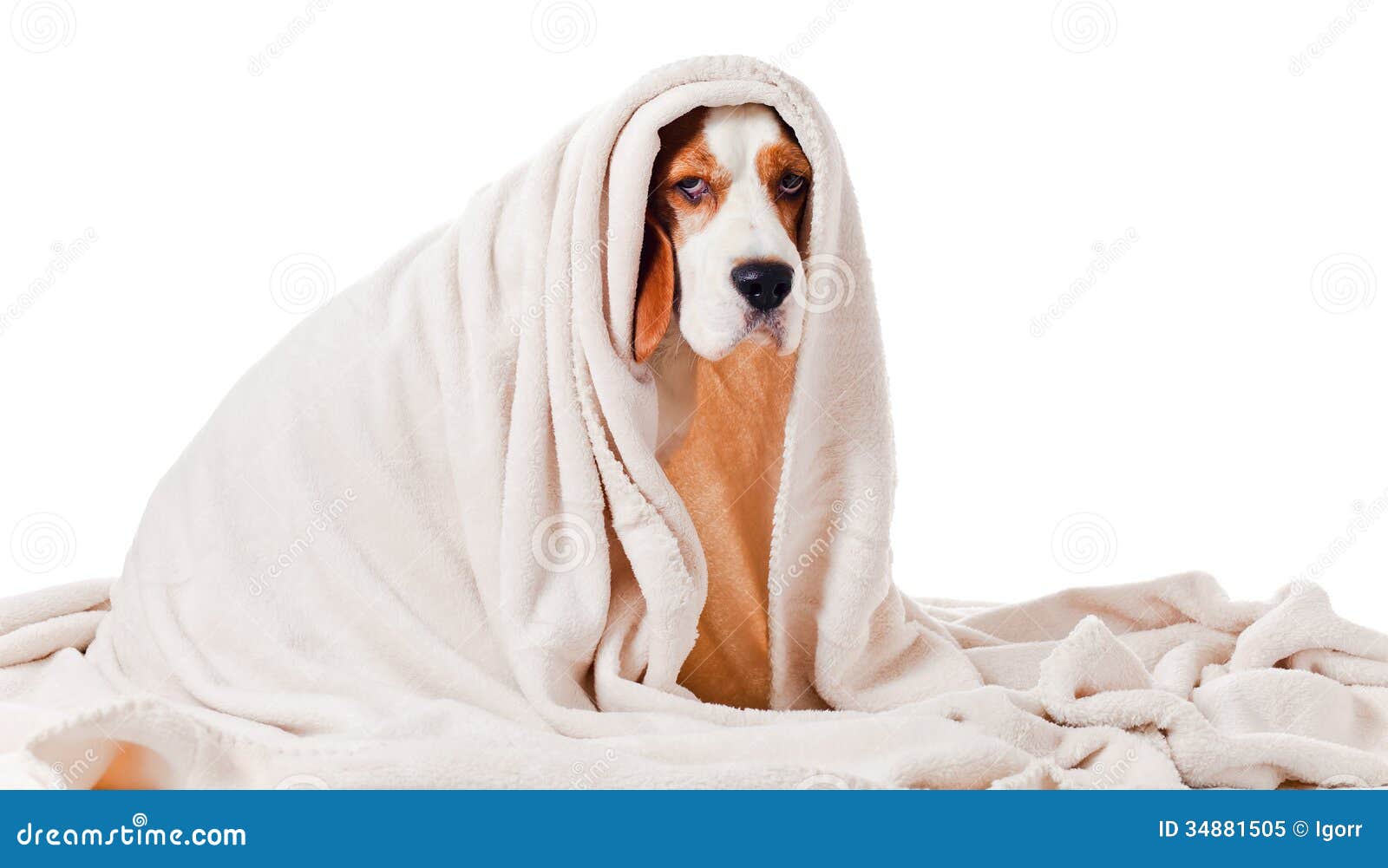 Dog Under a Blanket on White Stock Image Image of recovery, beagle