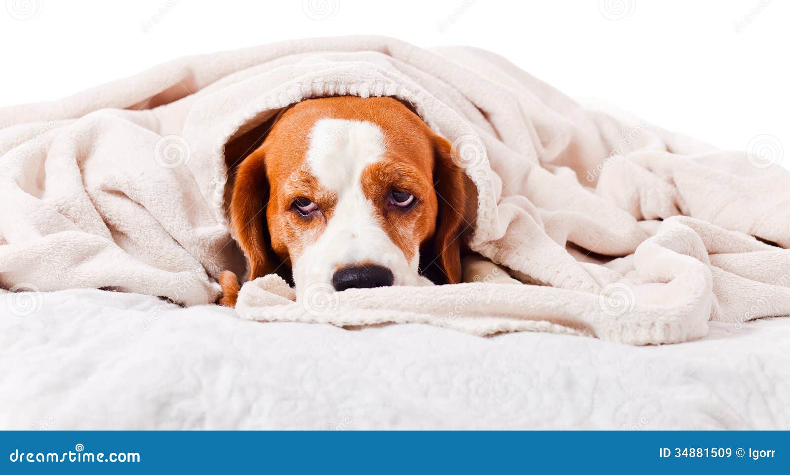 Dog Under a Blanket on White Stock Image Image of beige, hospital