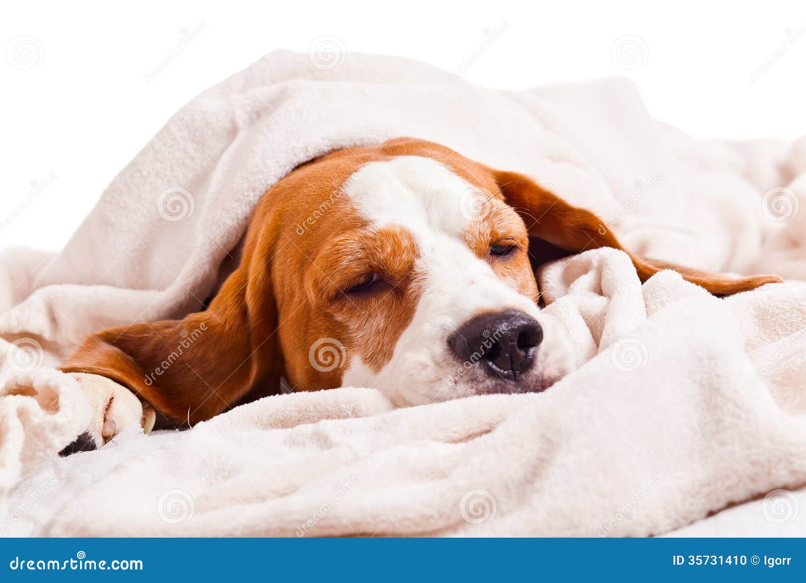 Dog Under a Blanket on White Stock Photo Image of blanket, beagle