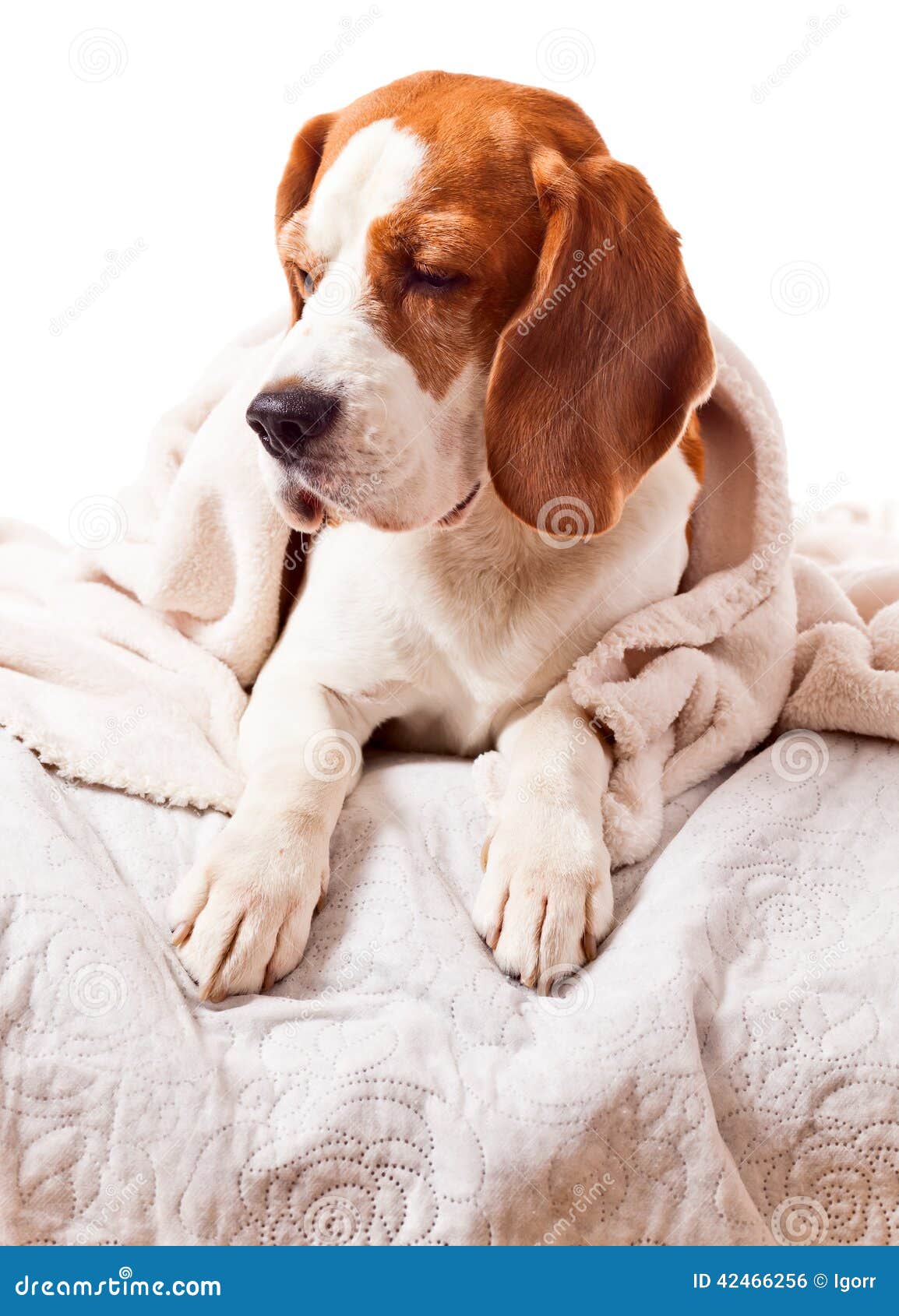Dog Under a Blanket on White Stock Photo Image of exhaustion