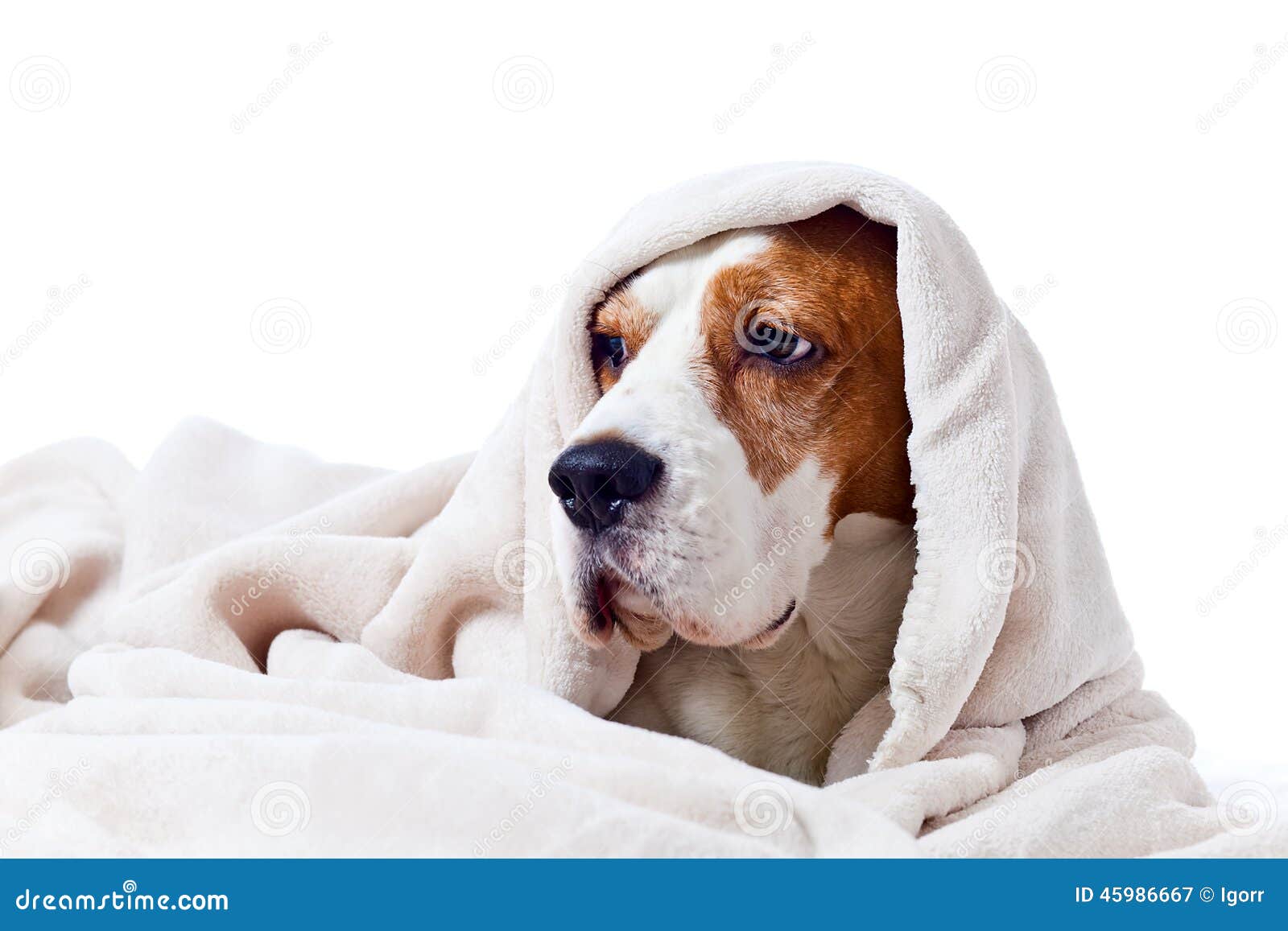 Dog Under a Blanket on White Stock Image Image of sadness, purebred