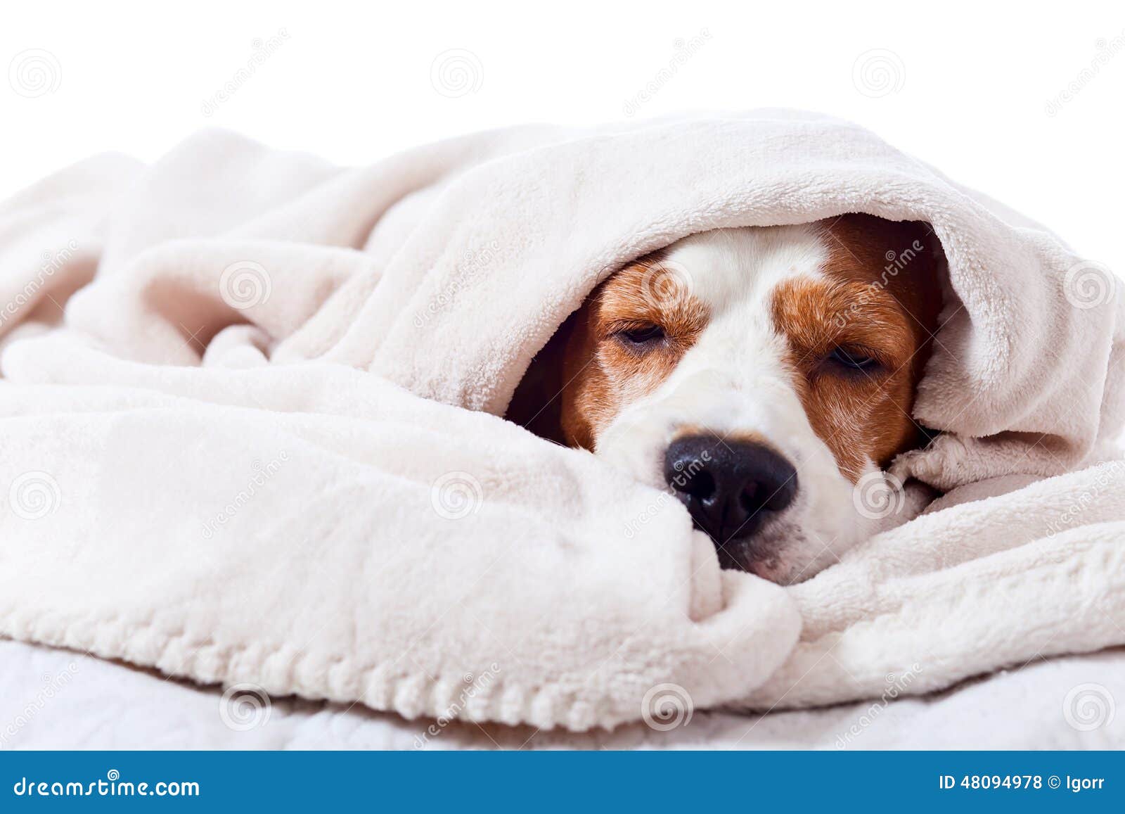 dog under a blanket