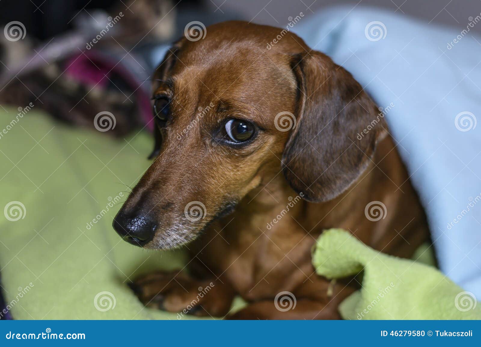Dog under the covers stock photo. Image of dachshund 46279580