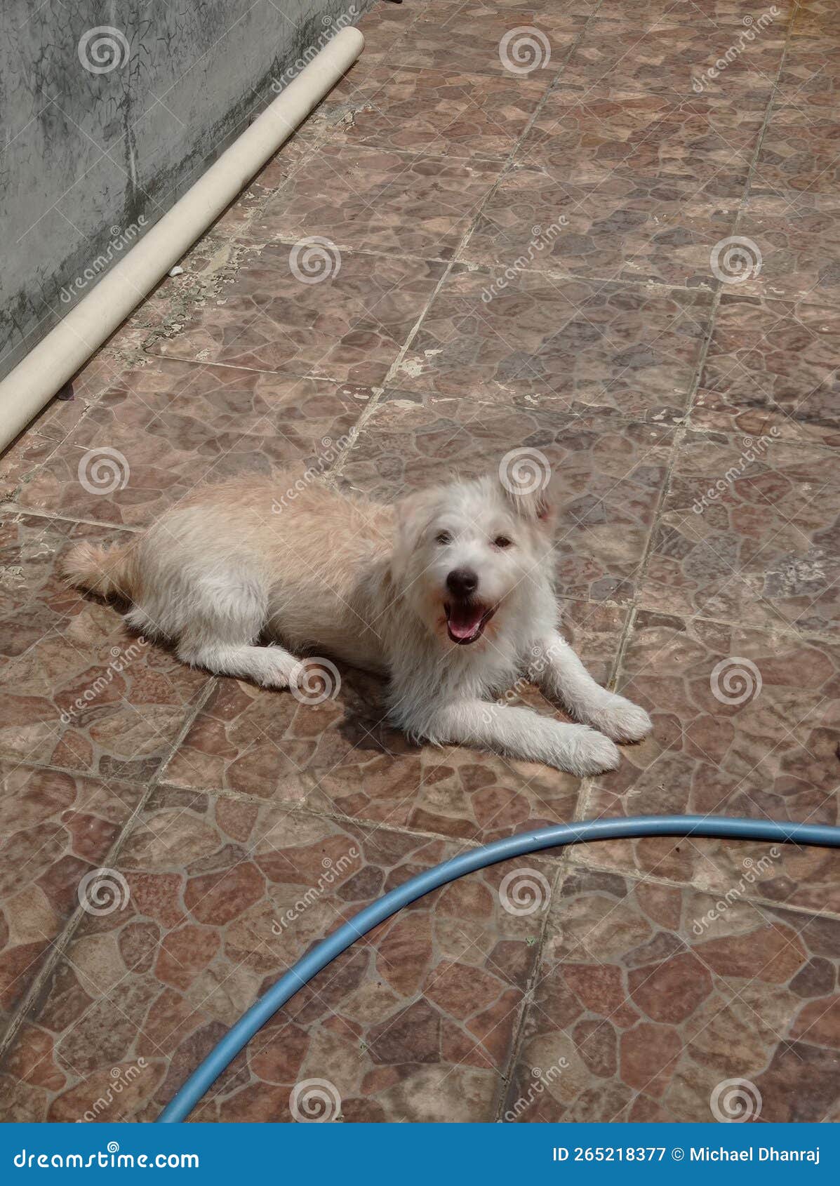 Dog Under the Sun with a Stare at the Camera Stock Image Image of