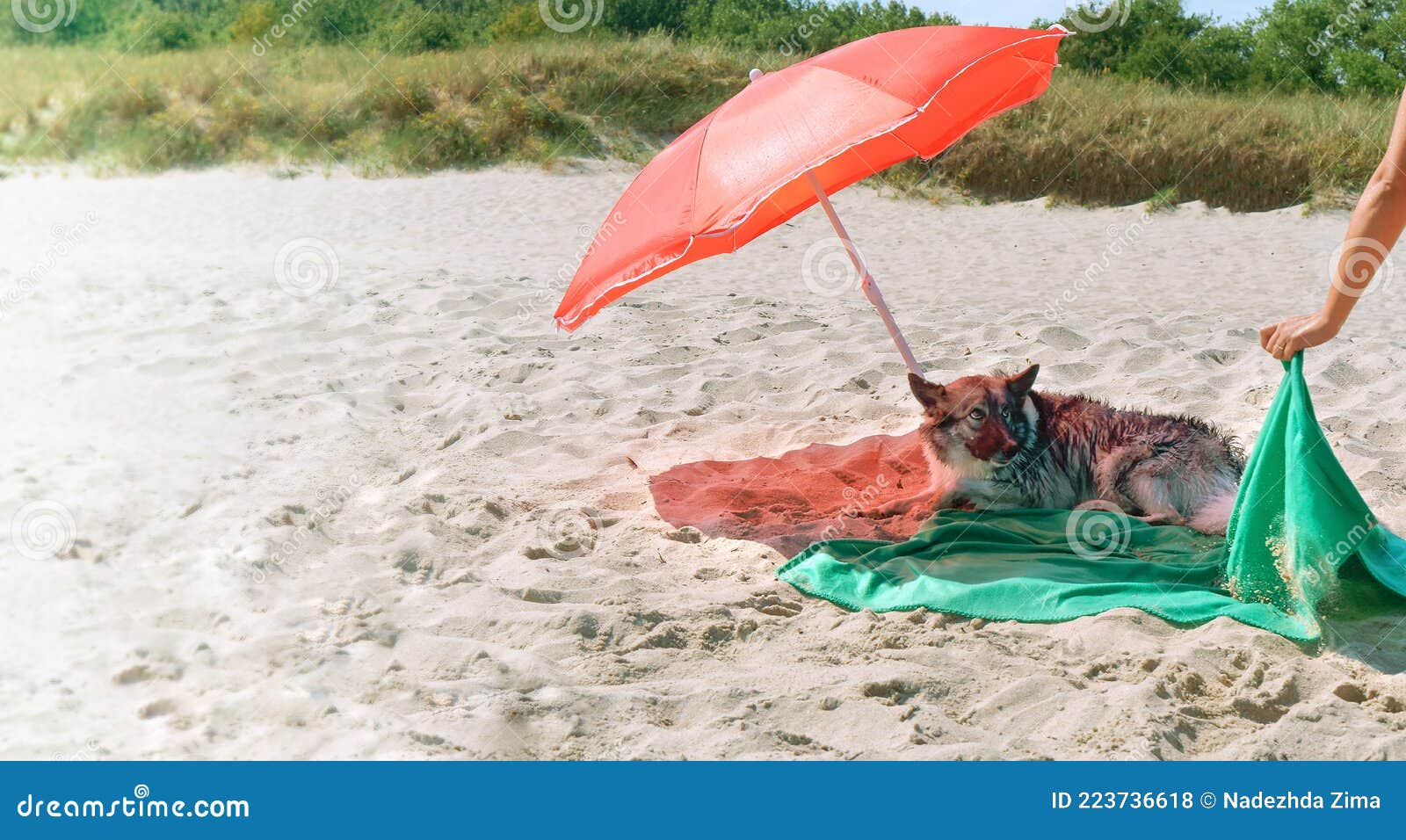 dog beach umbrella