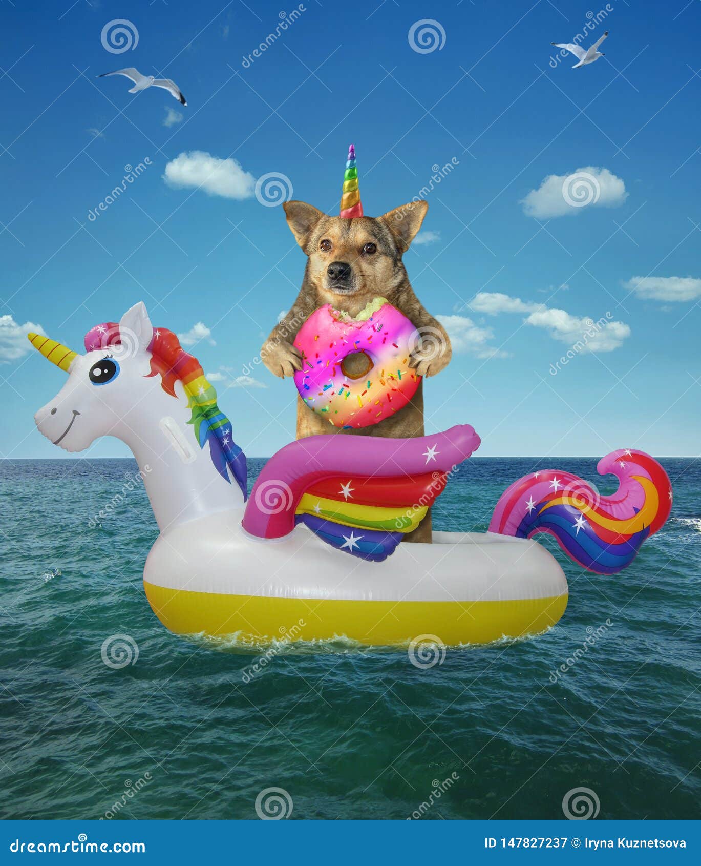 Dog Eats a Donut on Inflatable Circle Stock Image Image of summer