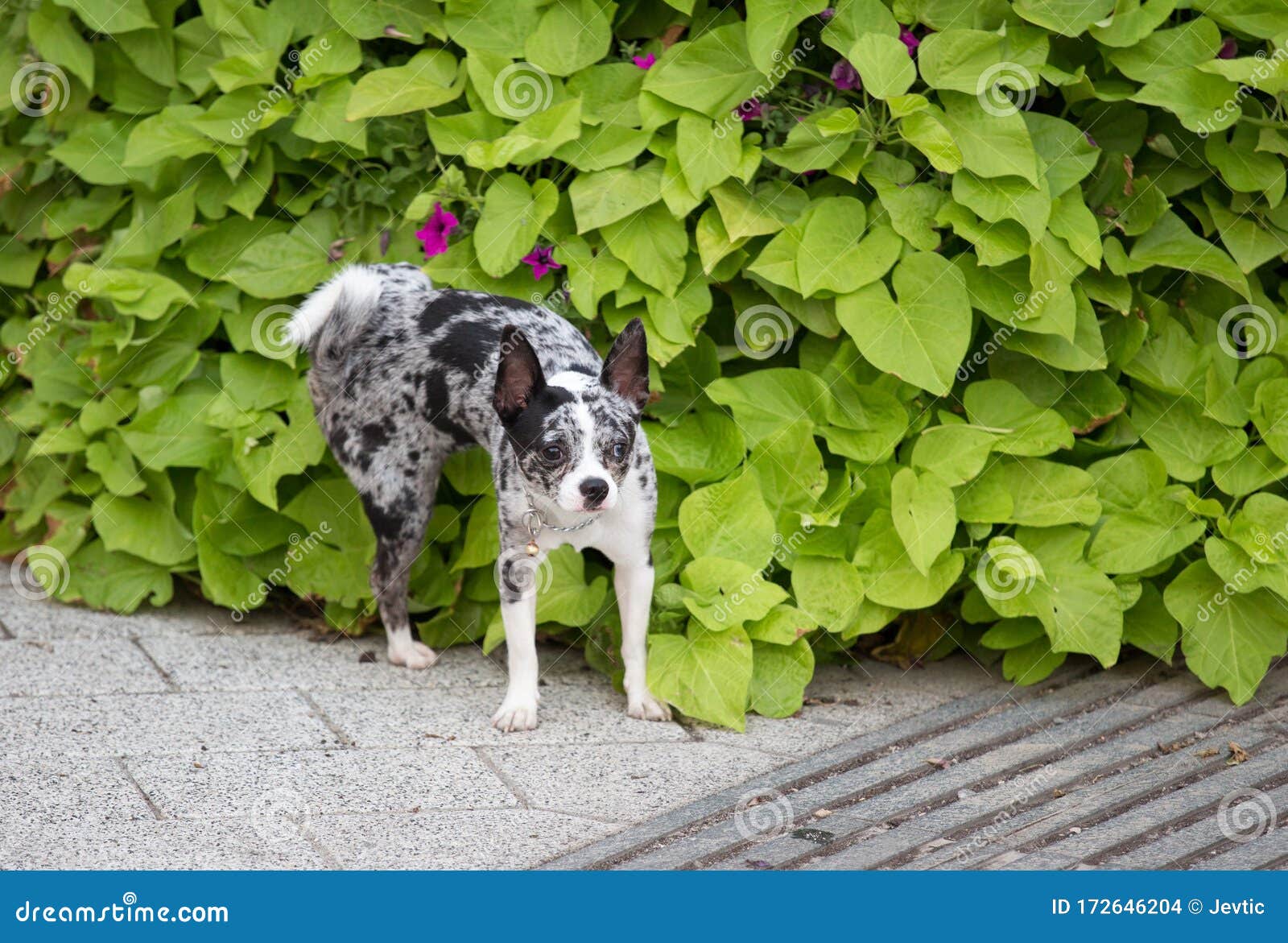 how to keep neighborhood dogs from peeing on plants