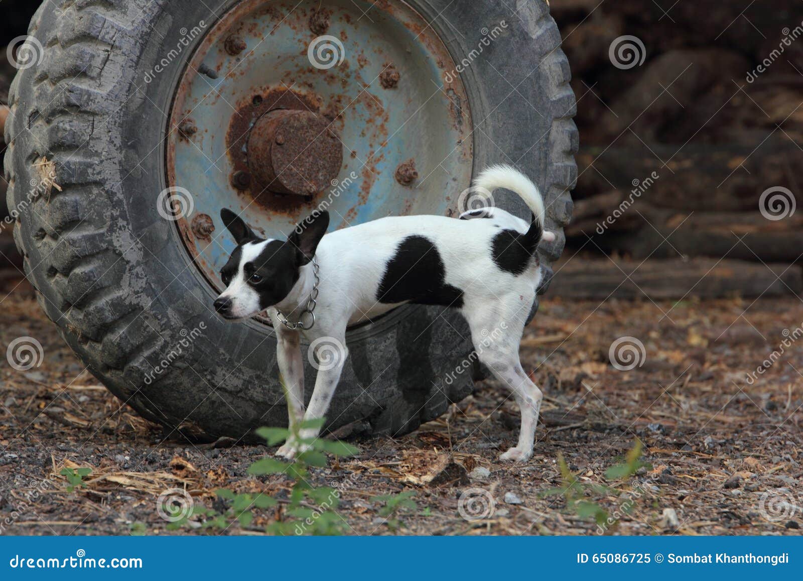 Dog stock image. Image of urinating, wheel, white, mischief 65086725