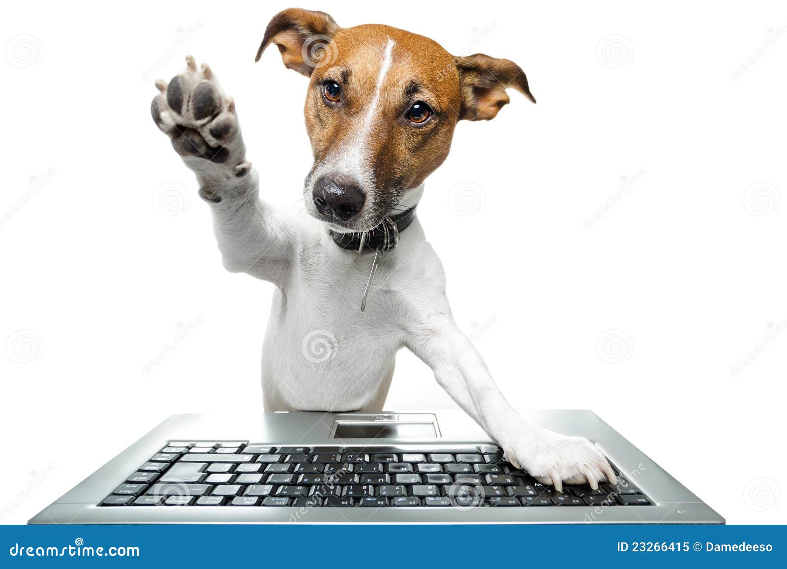 dog using a computer