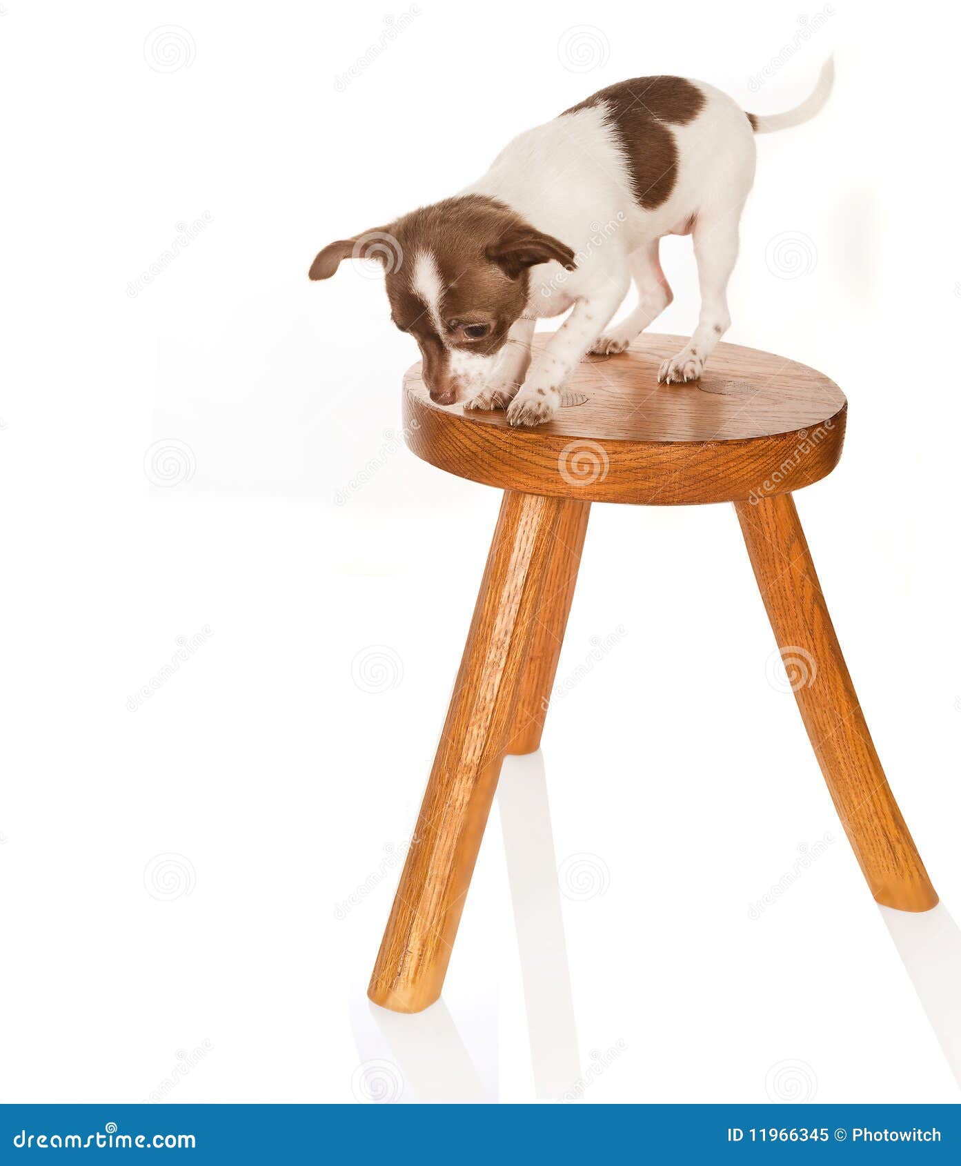 Dog with vertigo stock image. Image of cute, chihuahua 11966345