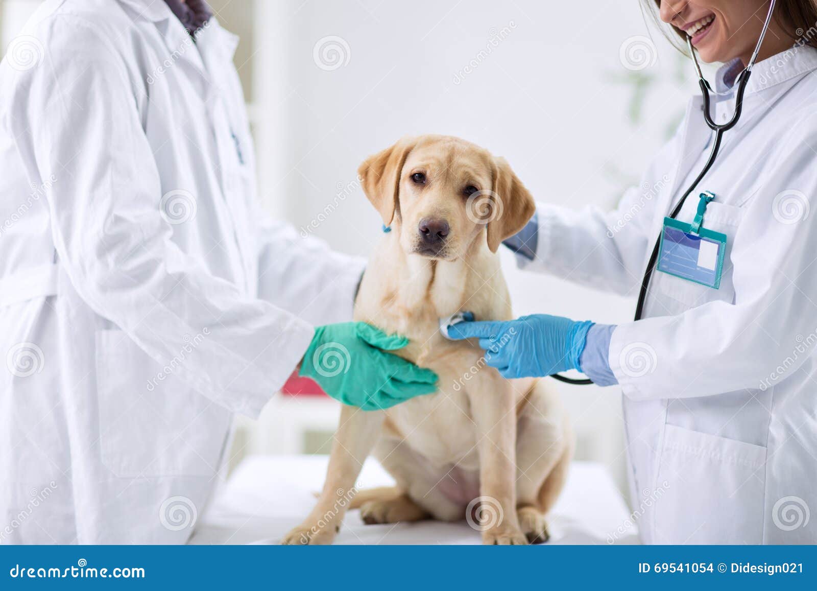 dog at the vet