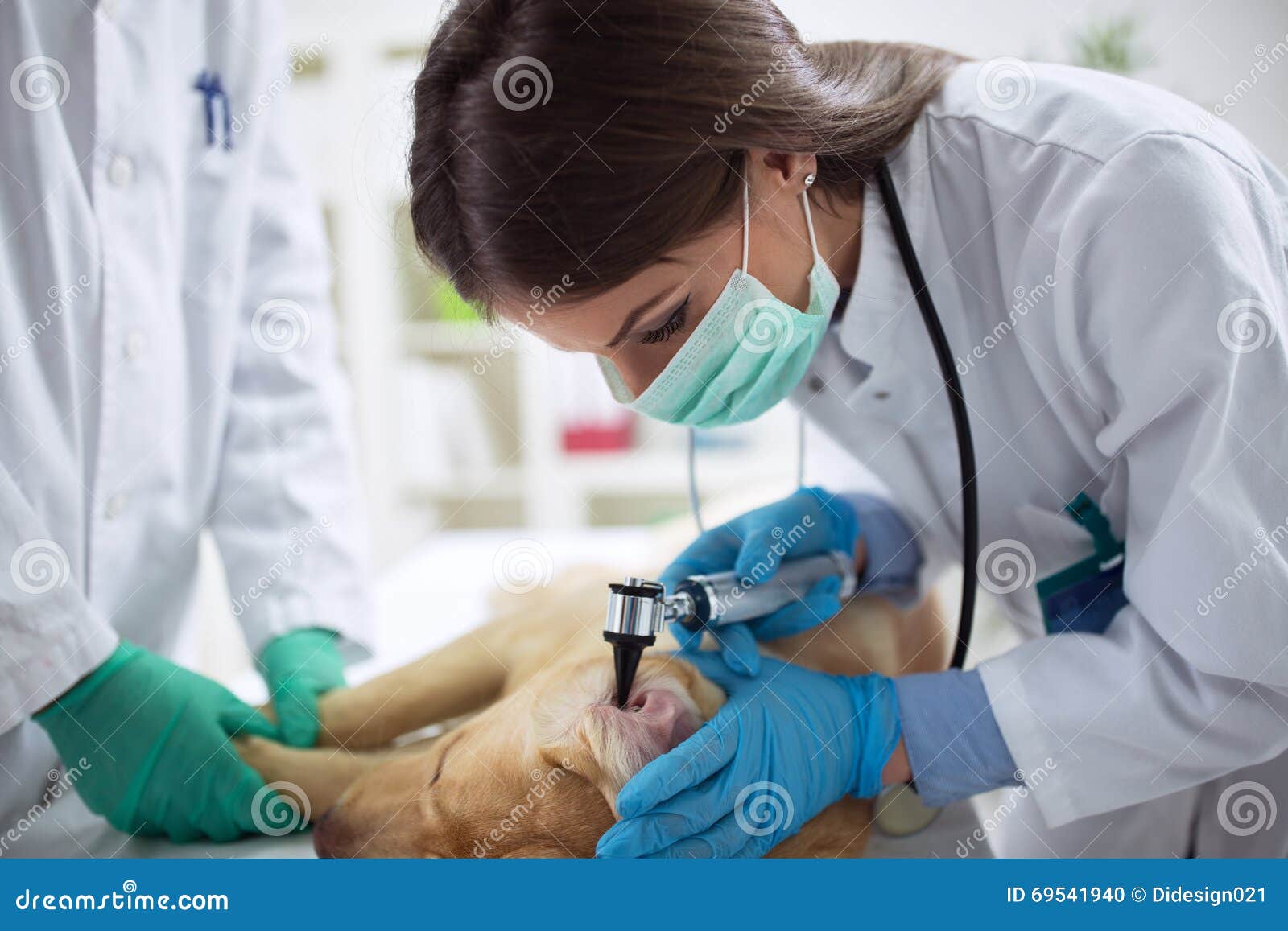 Dog at the vet stock photo. Image of checkup, pain, examining 69541940