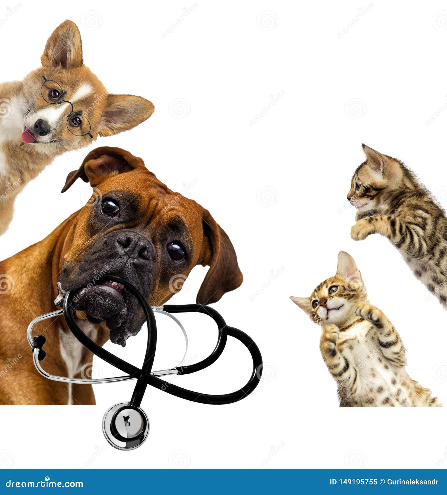 Dog vet keeps stethoscope stock image. Image of background 149195755