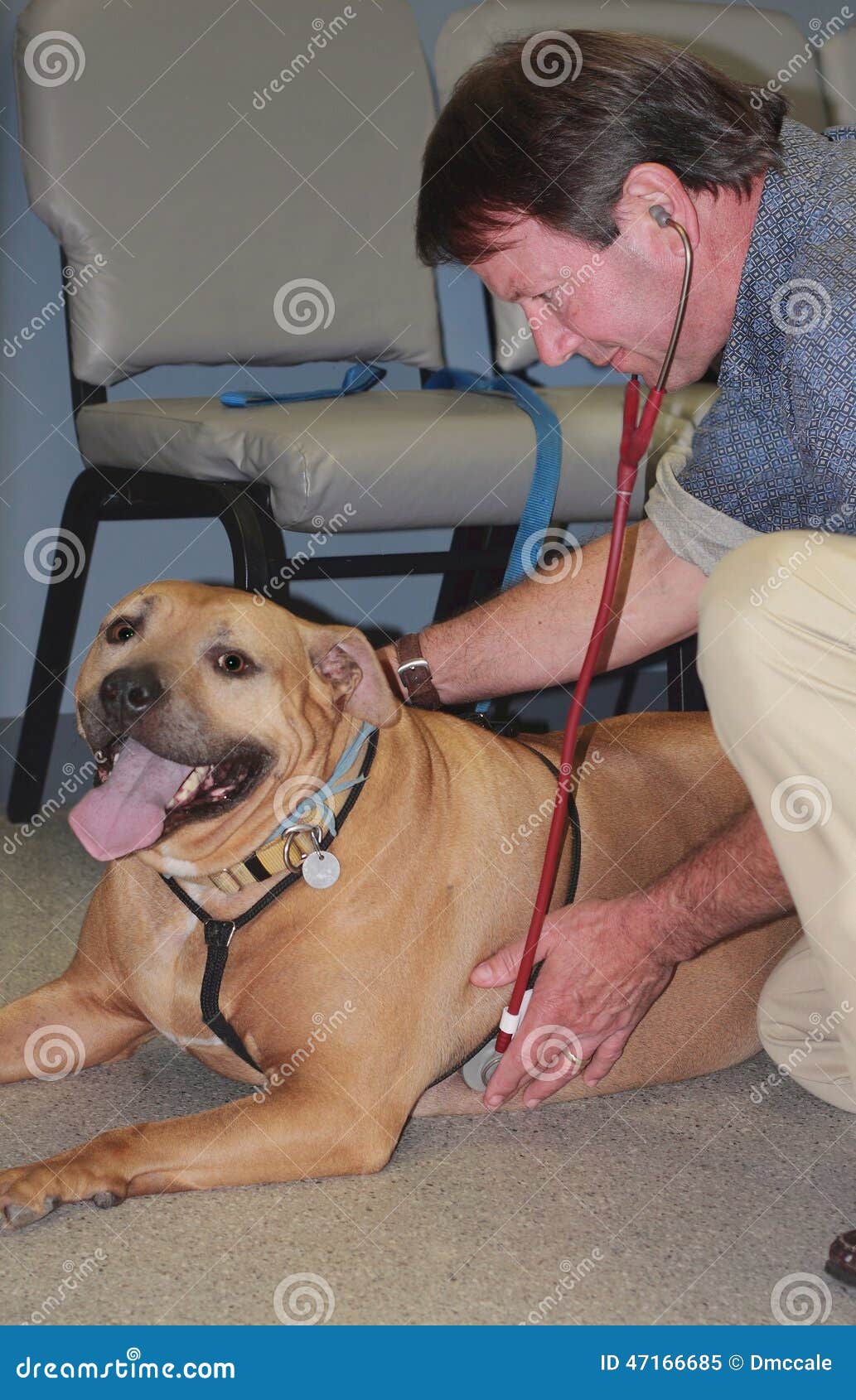 Dog at vet stock image. Image of sick, mutt, friend, concern 47166685