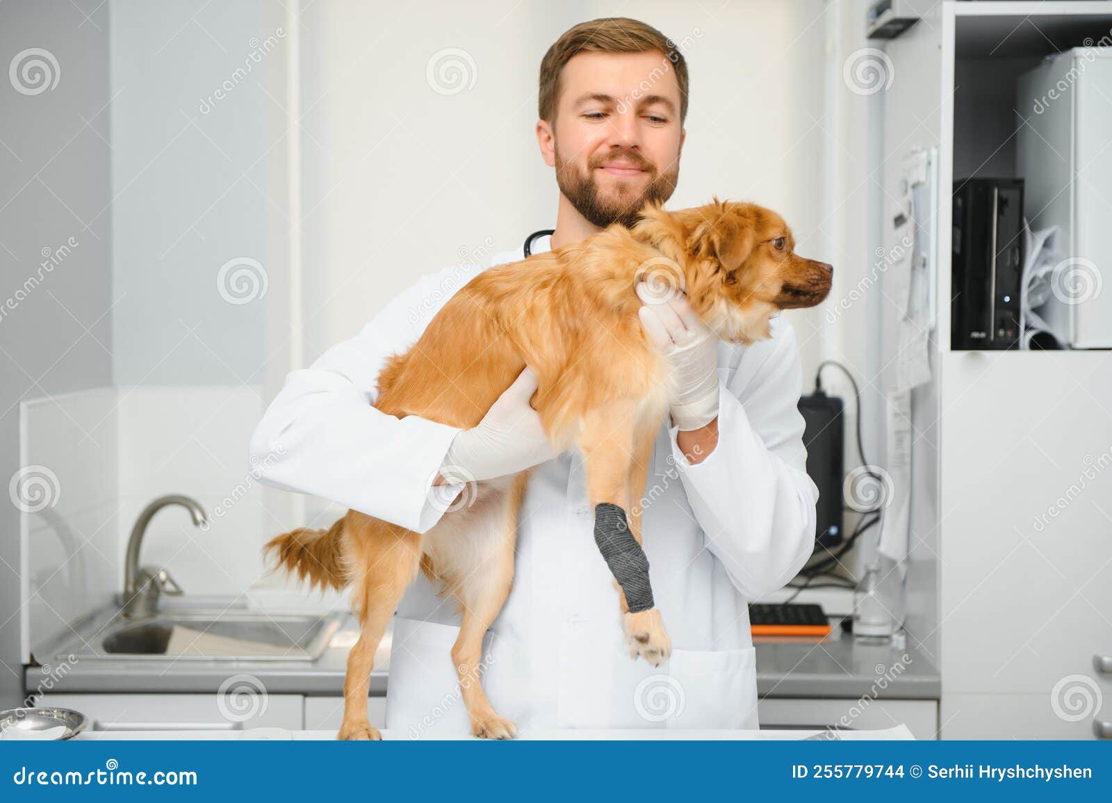 Dog with Veterinarians in Clinic. Stock Photo Image of examining