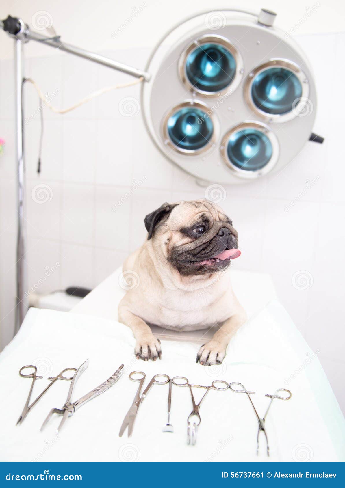 Dog in Veterinary Clinic Near Medical Tool Stock Image - Image of  equipment, office: 56737661