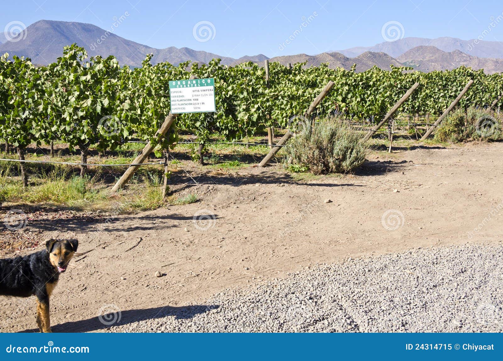 Dog in a Vineyard stock image. Image of america, grapes 24314715