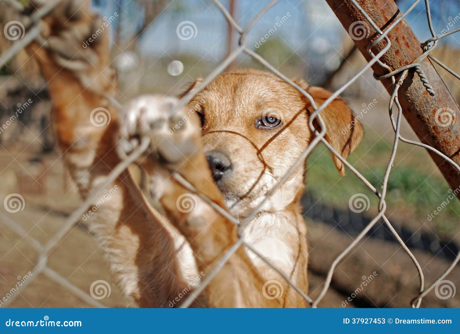 Dog waiting for adoption stock image. Image of canine 37927453