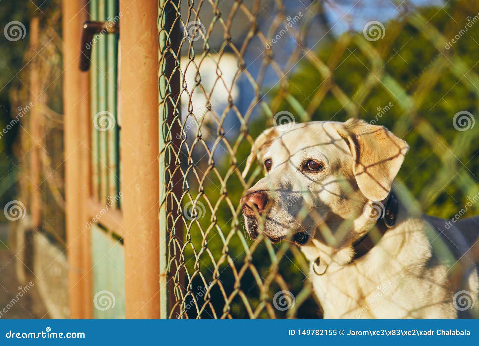 Dog waiting behind fence stock image. Image of boredom ...