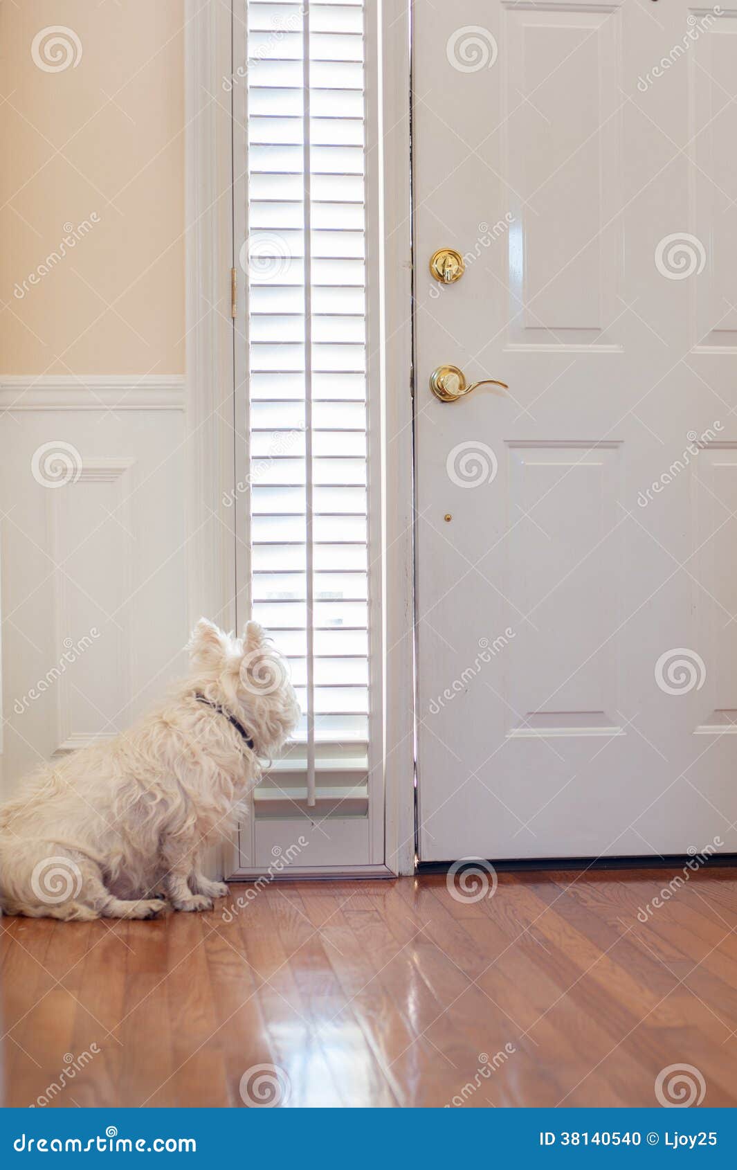 Dog waiting at the door stock photo. Image of building - 38140540